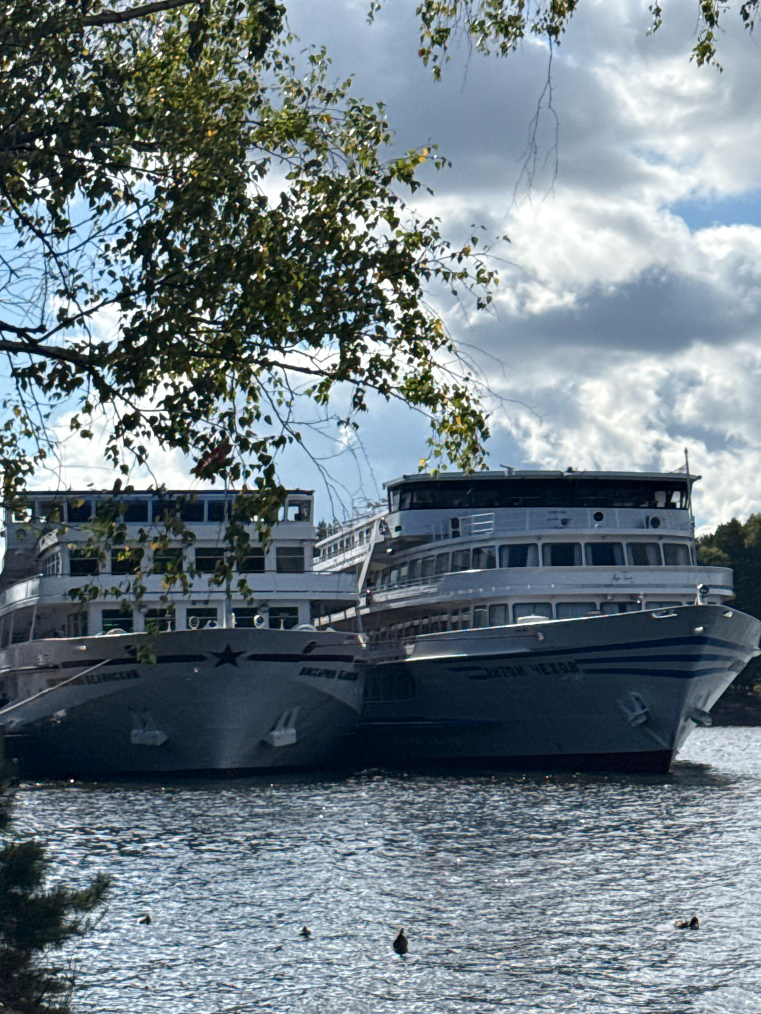 Two large, white cruise ships are docked side-by-side on a body of water, likely the Kama River in Chaikovsky, Russia. The ship on the left is closer to the foreground and displays a red star on its bow, along with Cyrillic text that appears to read "BELOYARSKAYA." The ship on the right has "ANTON CHEKHOV" written in Cyrillic on its bow. Both ships have multiple decks with rows of windows. The water is choppy, with sunlight glinting off the surface. Several ducks are visible swimming in the water. Overhanging tree branches with green leaves partially obscure the upper portions of the ships and the sky, which is a mix of blue sky and dramatic, dark clouds. The shoreline with trees is visible in the background on the right.
