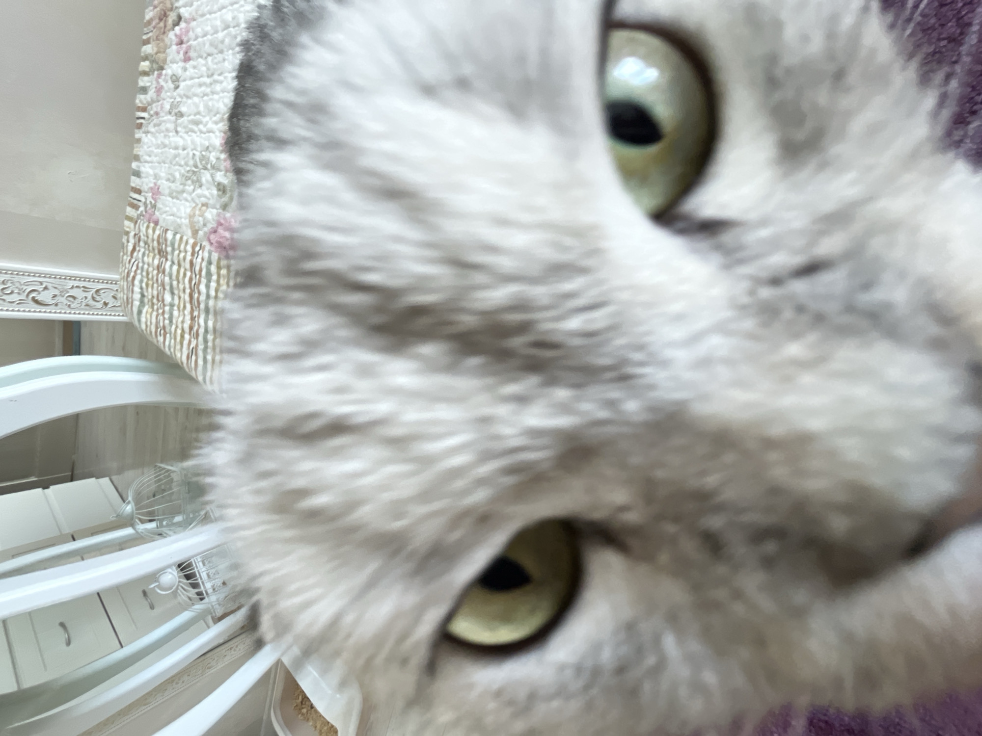 A close-up, slightly blurred image features the face of a gray and white cat. The cat's eyes, which are yellow-green, are prominently visible. The background includes what appears to be a decorative white structure with curved elements, a patterned fabric with a mix of floral and striped designs, and a purplish surface. The location in the city of Chaikovsky, Russia is not discernible from the image.