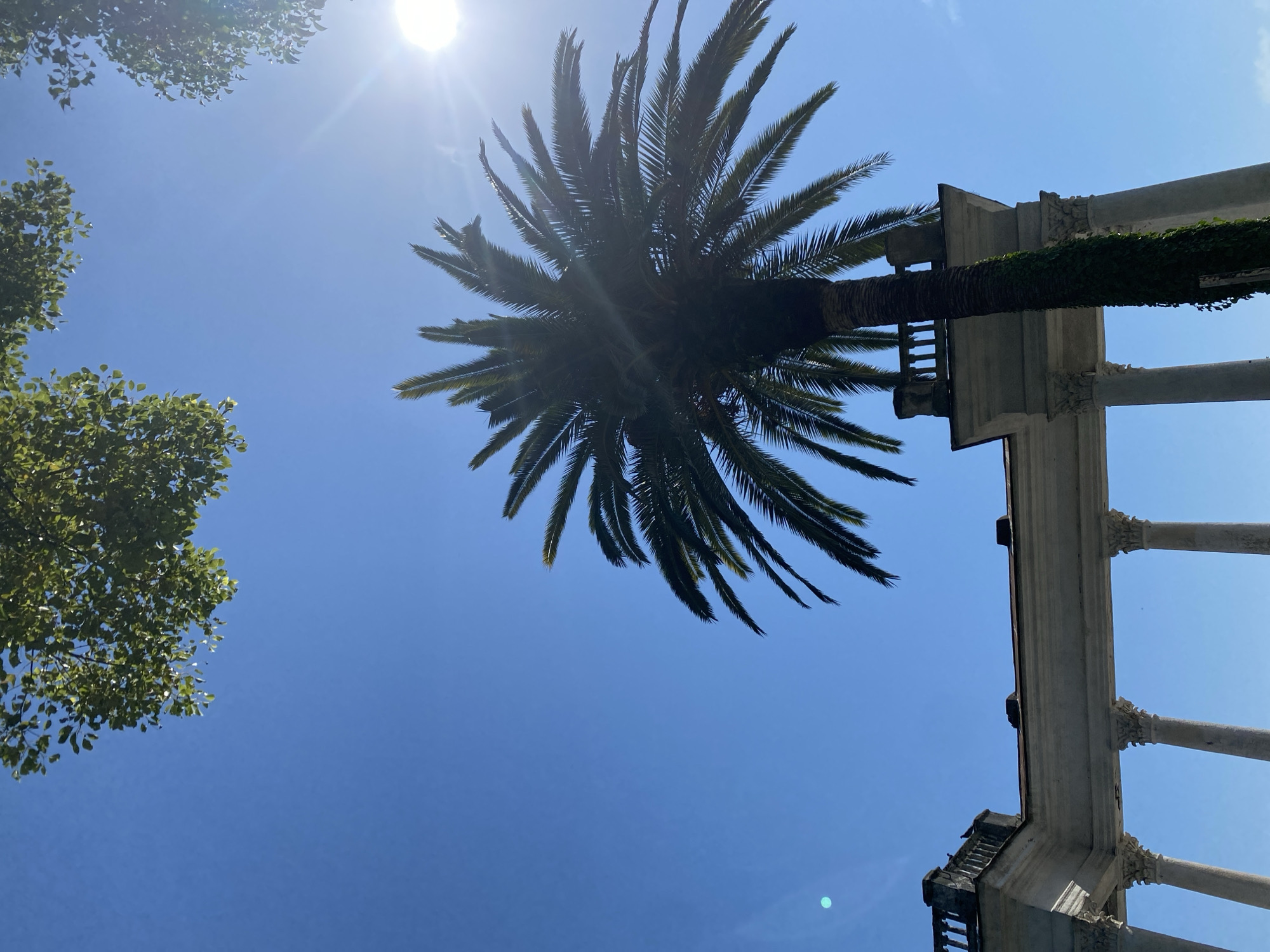A low-angle shot captures a clear blue sky with the sun shining brightly on the right side of the frame, creating a lens flare. The upper portions of leafy green trees frame the sky from the top left and right corners. In the foreground, a palm tree with a thick, green-vined trunk stands tall, its fronds extending outwards and obscuring part of the sky. Below the palm tree, a section of an old, white stone structure with classical columns and a balustrade is visible. The structure appears to be part of a building or a colonnade, possibly in a park or historical site. Two pigeons are perched on the balustrade. The overall scene suggests a sunny day in a location with architectural elements and lush vegetation, likely Sokhumi, Abkhazia.