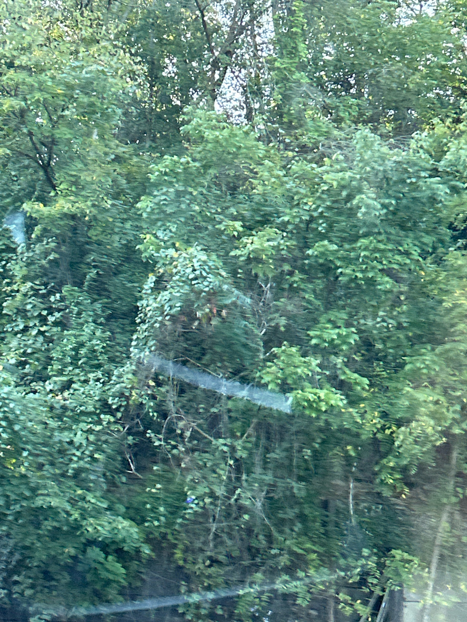 The image displays a dense, green forest scene, likely a wooded area within Pittsburgh, United States of America. The foliage consists of numerous trees with varying shades of green leaves, creating a thick canopy. Sunlight filters through the leaves, casting dappled light and shadows. Some bare branches are visible amidst the leaves, suggesting a mix of deciduous and possibly evergreen trees. In the lower portion of the image, a horizontal, translucent streak suggests a reflection or glare on a surface, possibly a window. The overall impression is one of natural, untamed greenery.