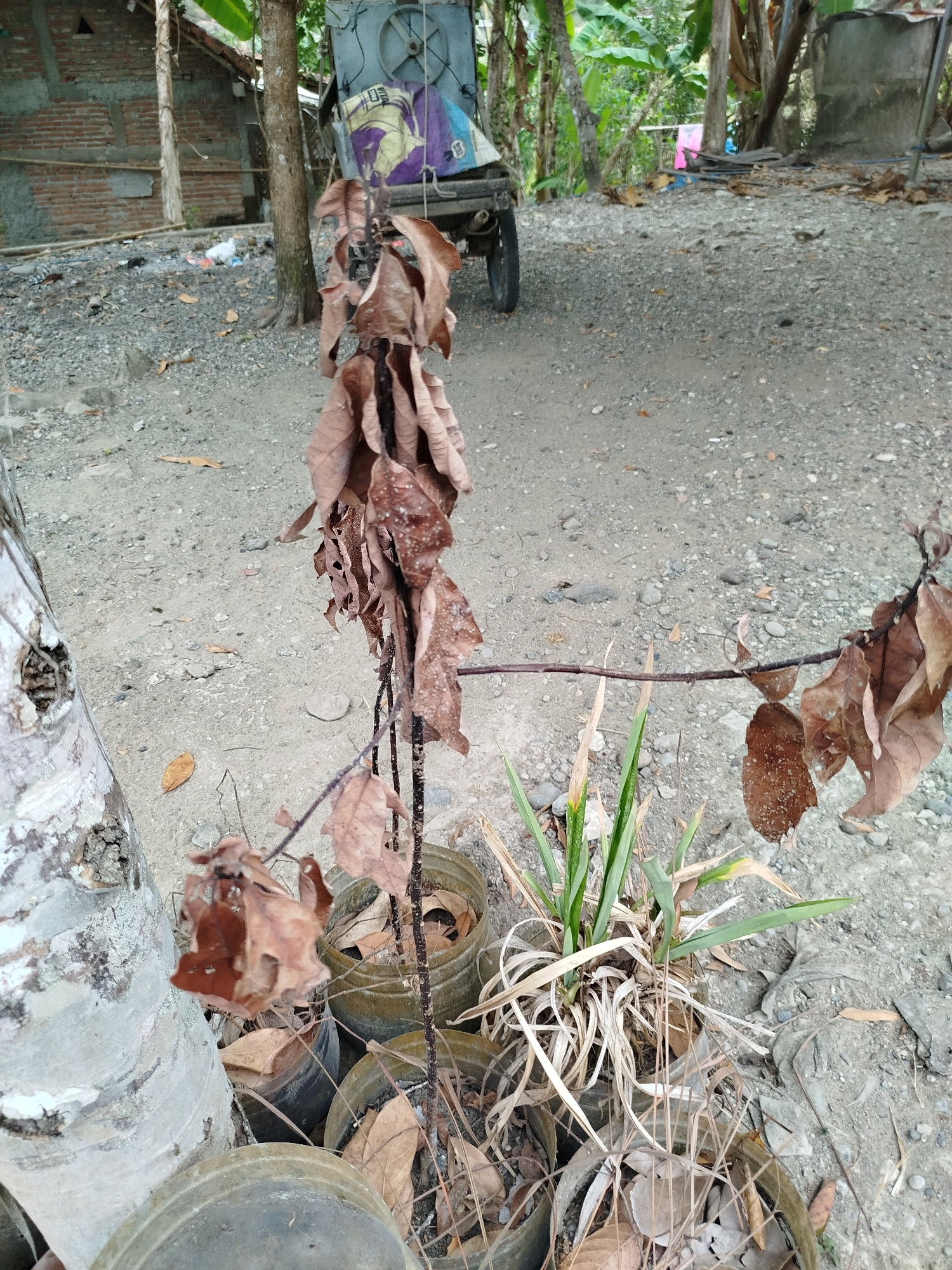 The image depicts an outdoor scene in Widoro, Indonesia, with a focus on a dead, brown plant in the foreground. The plant's branches are laden with dry, withered leaves, and it stands upright within a cluster of several plastic pots. Some of the pots are partially filled with soil and fallen leaves. To the left of the dead plant is a thick, light-colored tree trunk. In the background, a rustic brick building with a corrugated roof is visible, along with various trees and lush green foliage, indicating a tropical environment. A cart with a blue and yellow tarp is also present in the mid-ground, suggesting a potentially utilitarian area. The ground is covered in gravel and dirt, with scattered dry leaves. The overall impression is one of neglect or a natural process of decay in a rural or semi-rural setting.
