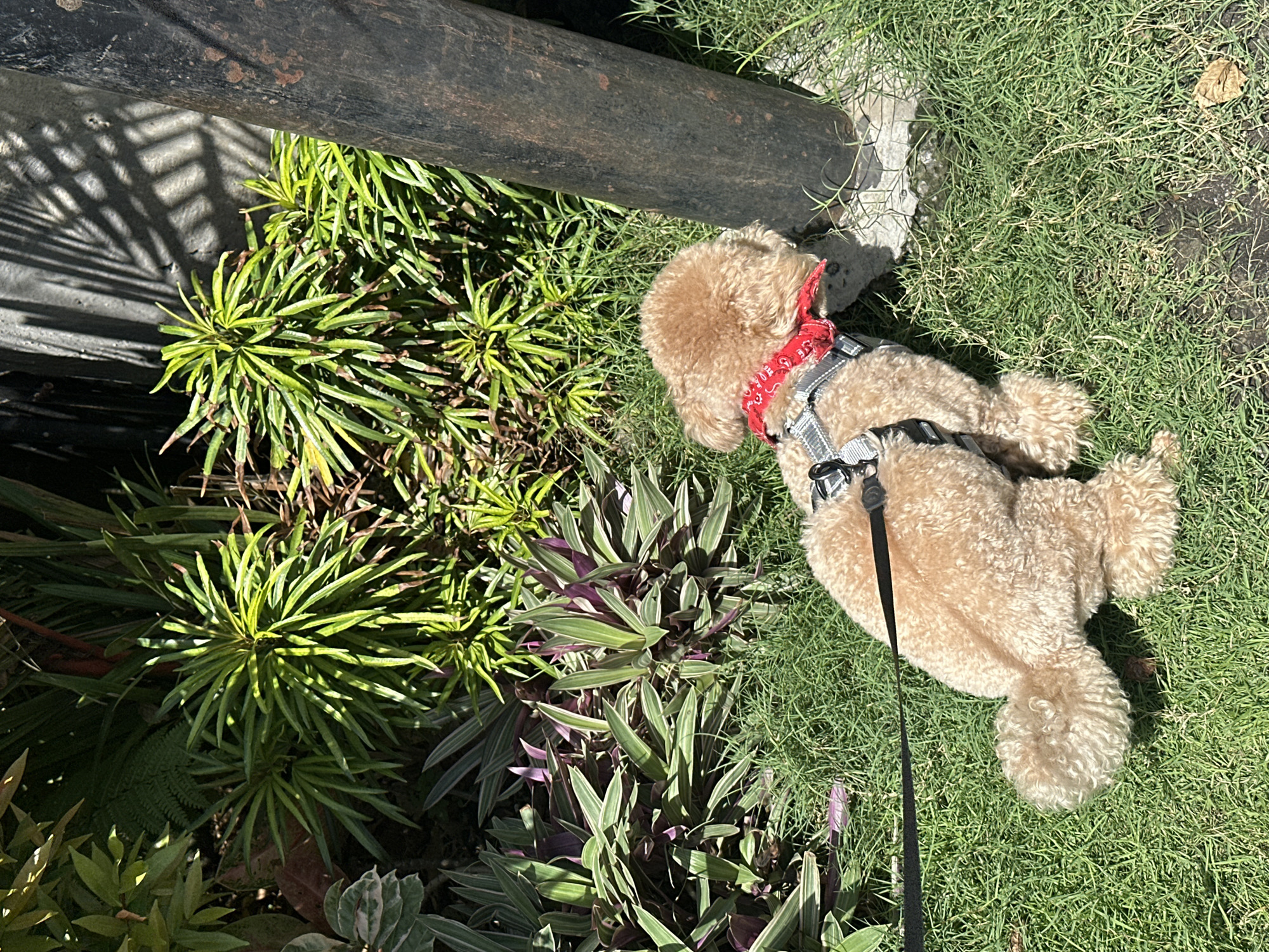 A medium-sized poodle, tan in color, lies on its side on a patch of bright green grass. It is wearing a gray harness and a red paisley-patterned bandana. A black leash is attached to the harness and extends downwards in the image. To the left of the dog, there are several varieties of leafy green plants. A dark-colored cylindrical object runs horizontally across the top left of the frame. The environment suggests an outdoor setting. The location is North Kuta, Indonesia.