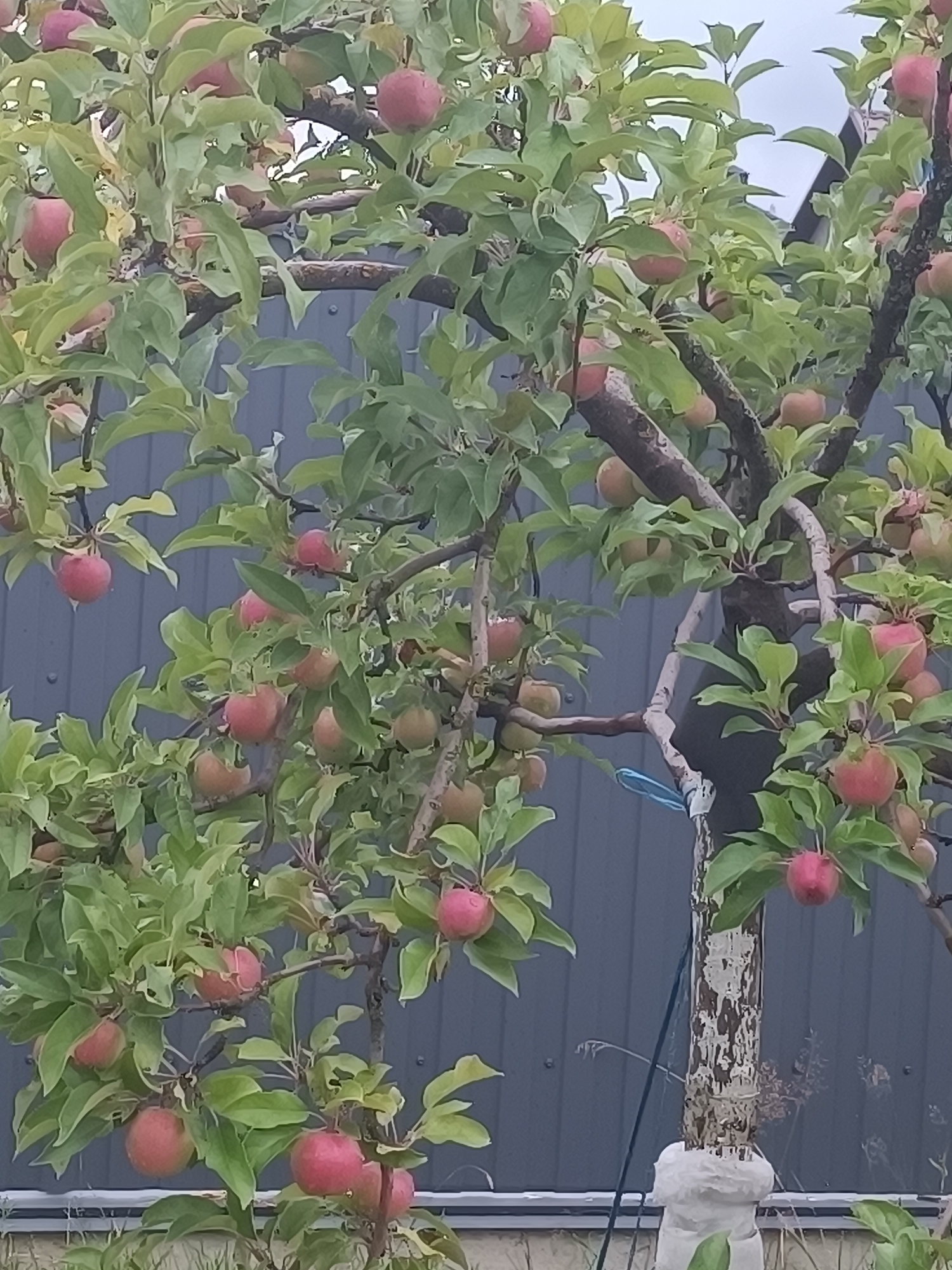 An apple tree with numerous red apples is in focus, positioned in front of a gray fence. The tree's trunk, which is partially wrapped at the base with white material, displays a rough, textured bark. The branches are laden with green leaves and ripe apples, some of which are partially obscured by foliage. The background consists of the gray fence and a hint of a building's roofline at the top right. The scene is outdoors, likely in a residential or garden setting within the Тэльмінскі сельскі Савет, Belarus.