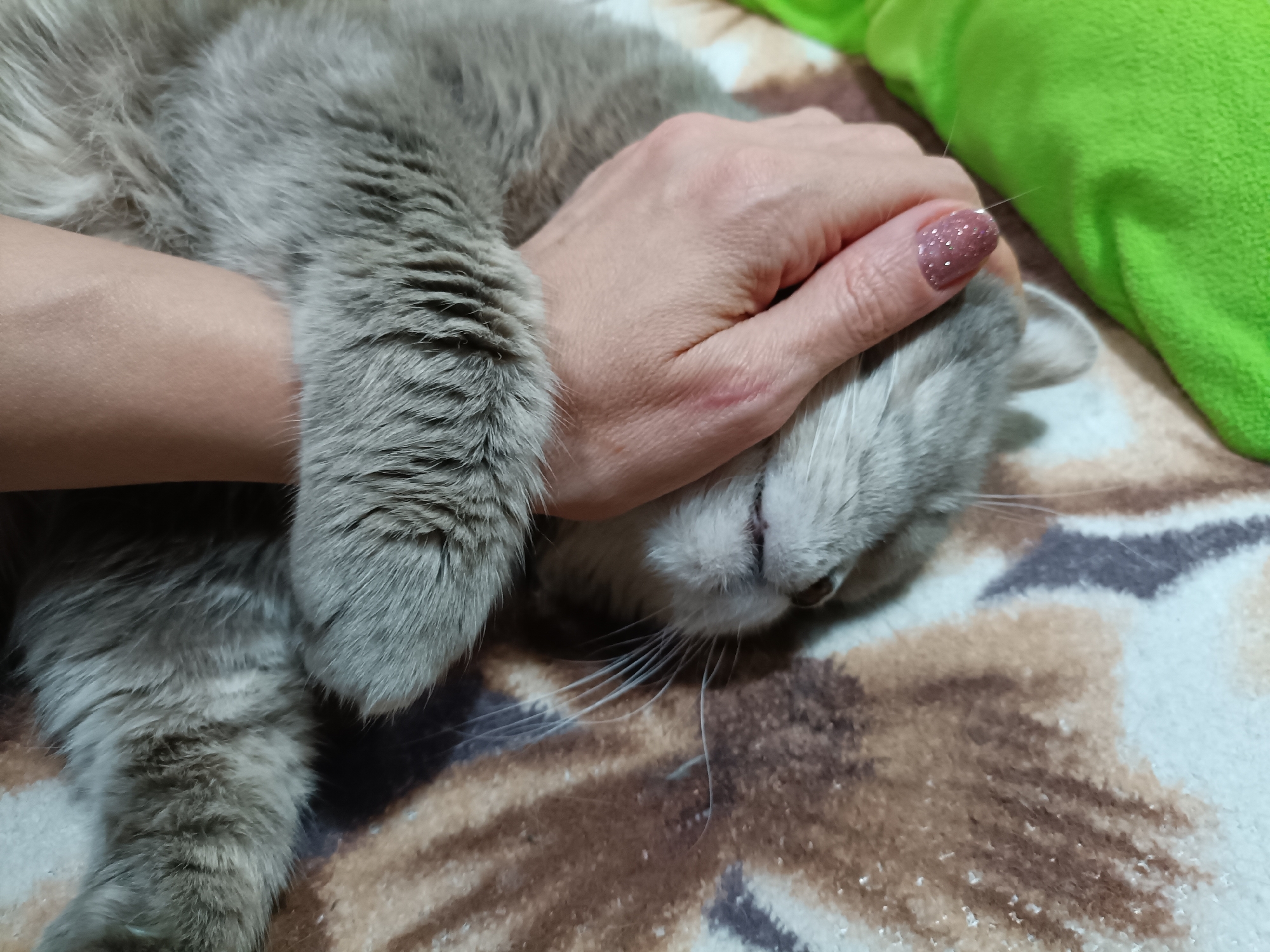 A human hand with light pink glitter nail polish gently strokes the head of a grey cat. The cat is lying on its side on a brown and white patterned blanket. A bright green blanket or pillow is visible in the upper right corner of the image. The scene appears to be indoors, in a domestic setting. The image does not provide any information to suggest a location in Bataysk, Russia.