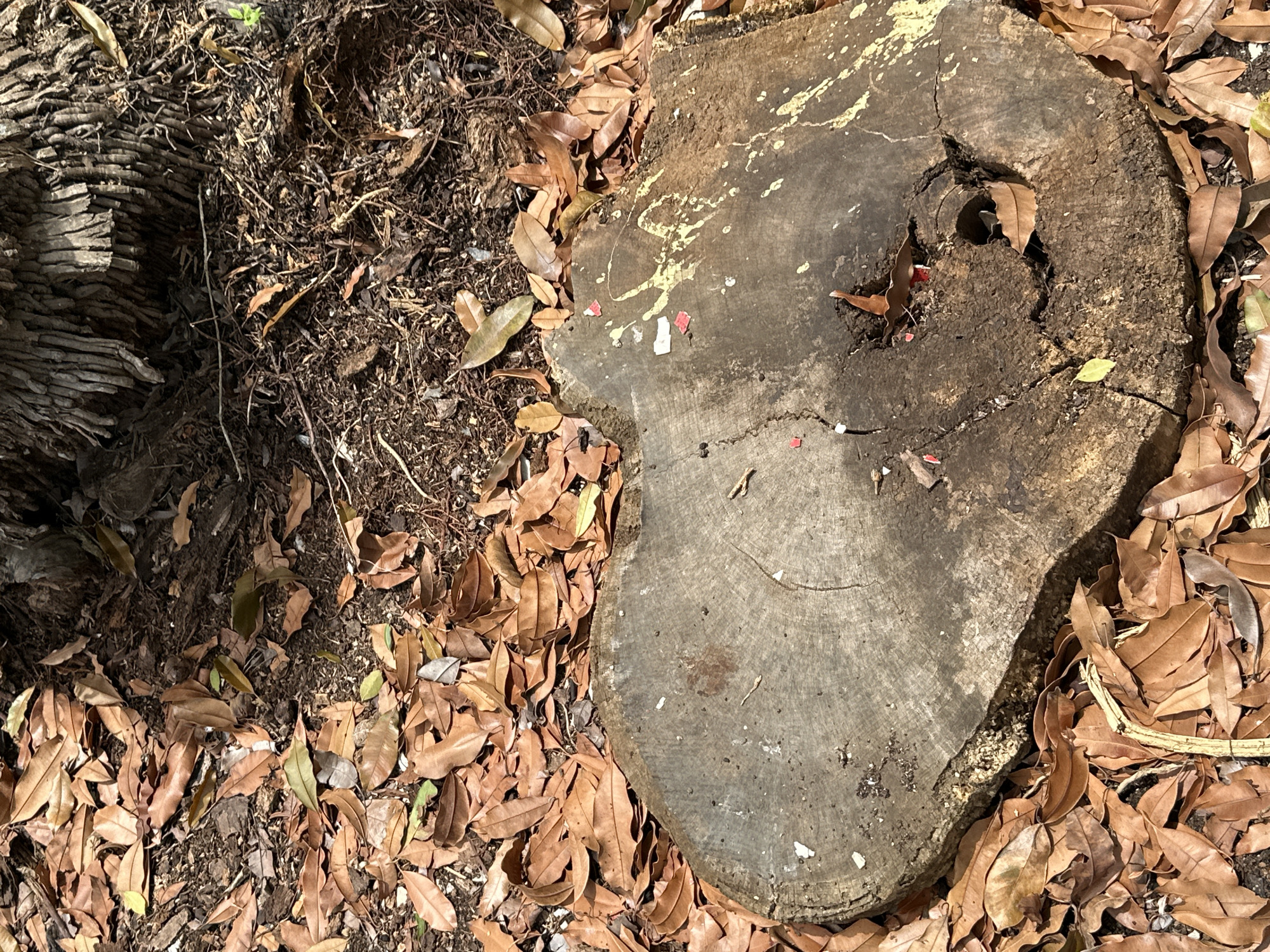This forensic image captures a ground-level view of an outdoor environment in Sabana de Guacuco, Venezuela. The primary subject is a weathered, irregularly shaped tree stump positioned in the lower-central foreground, partially encircled by dry leaves. The stump's flat, dark gray-brown surface exhibits concentric growth rings and several surface cracks. Yellow paint splatters are visible across the right half of the stump, alongside scattered small pieces of red and white material. A distinct, roughly circular cavity is present on the right side of the stump, containing a few dry leaves.
The ground surrounding the stump and extending into the mid-ground is densely covered with numerous dry, ovate, light to dark brown leaves, interspersed with areas of dark soil, small twigs, and organic debris. A few small green leaves are visible amongst the brown foliage and emerging from the soil. In the upper right background, the base of a tree is observed, characterized by a dark, fibrous, and textured trunk or root structure. Sunlight creates varying illumination and shadows across the scene. No individuals, animals, or specific actions are depicted.