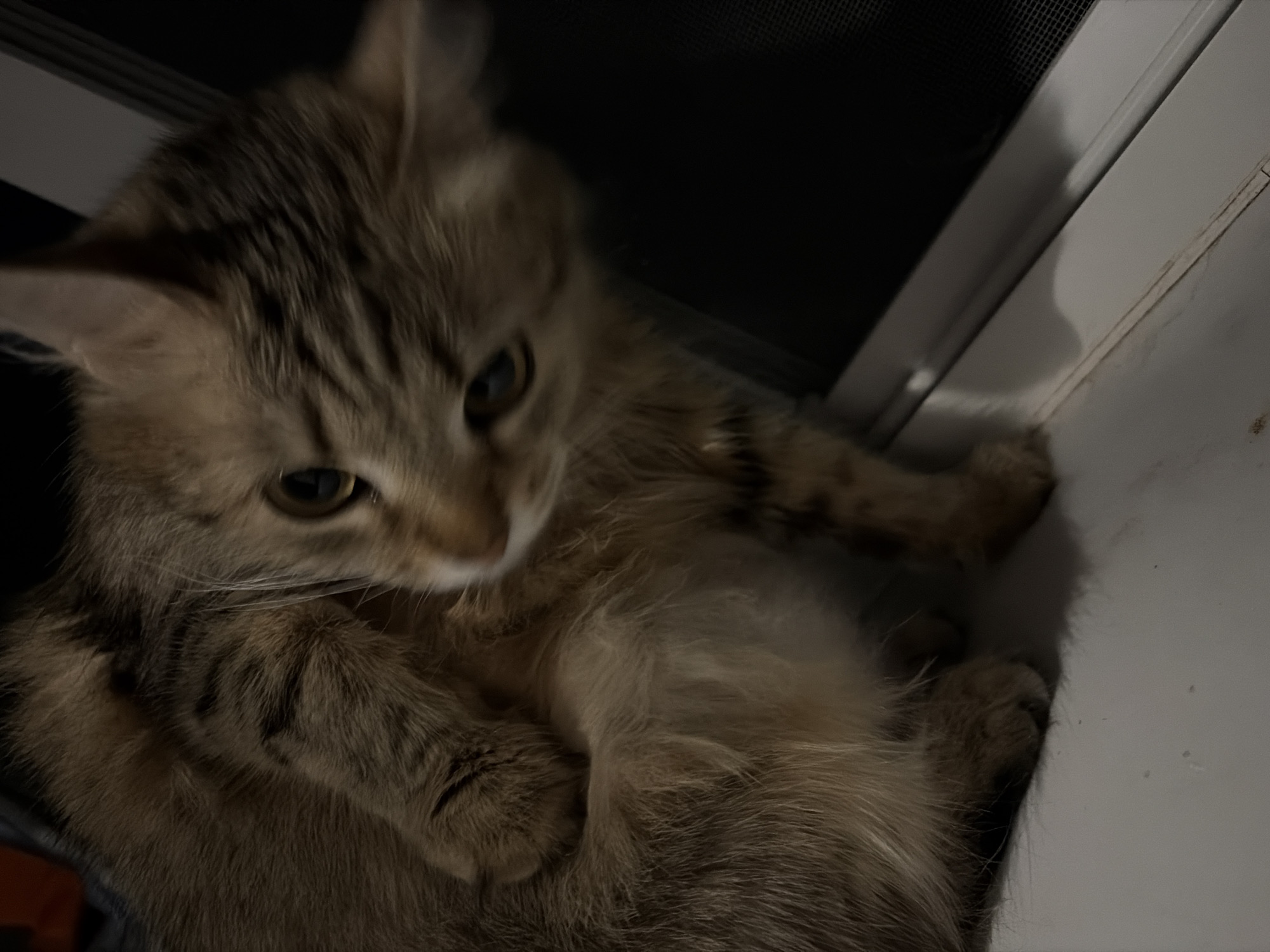 A tan and brown tabby cat with golden eyes is lying on its back next to a white window frame with a screen. The cat has dark brown stripes and a fluffy belly. The location cannot be determined.