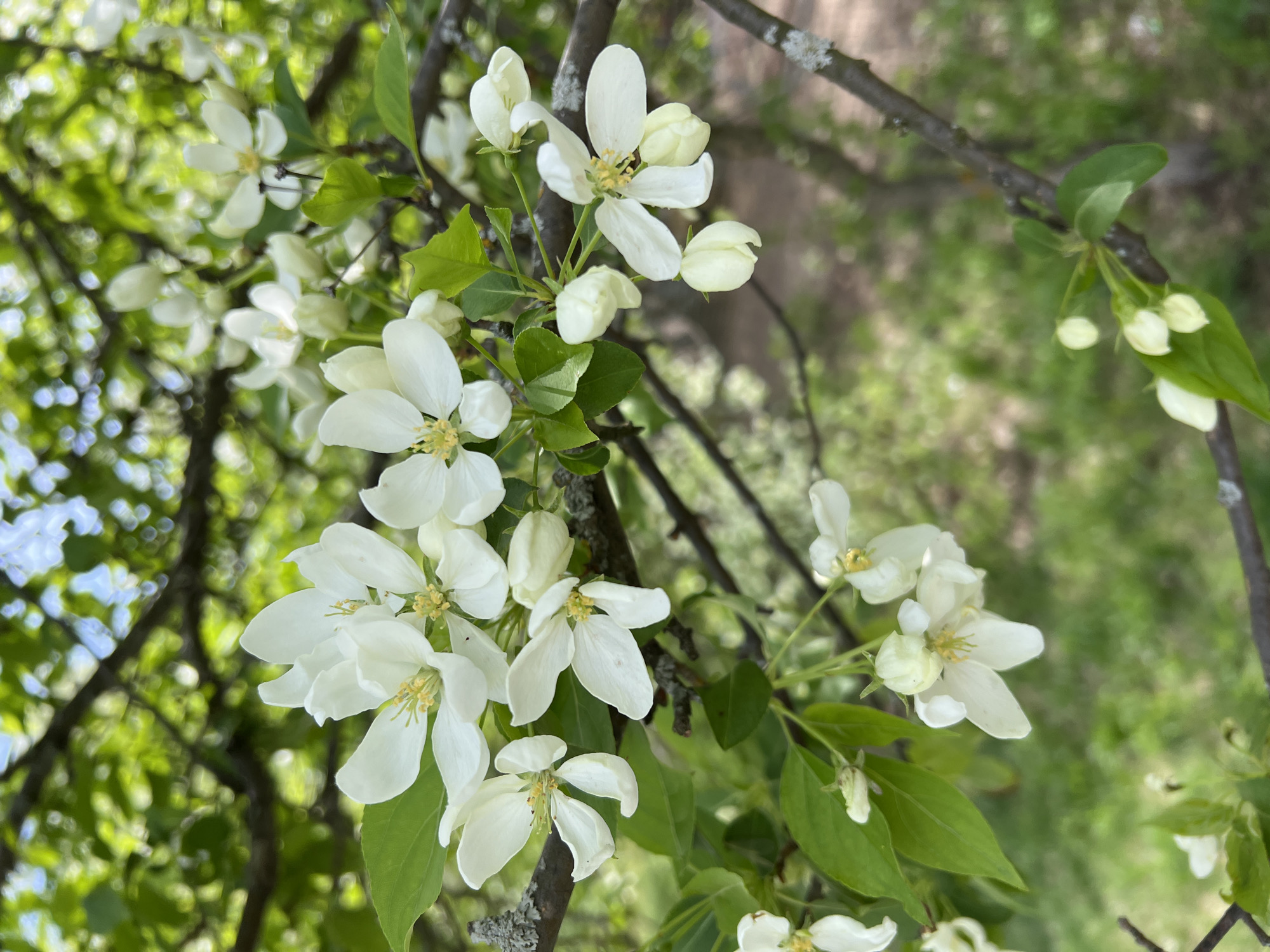 The image shows a close-up of white flowers blooming on a tree branch. The flowers have five petals and yellow stamens. Green leaves are visible around the flowers. The branches appear to have some lichen growth on them. The background is blurred, suggesting an outdoor environment with other trees and foliage. It is not possible to determine the location in the city of Chaikovsky, Russia from this image alone.