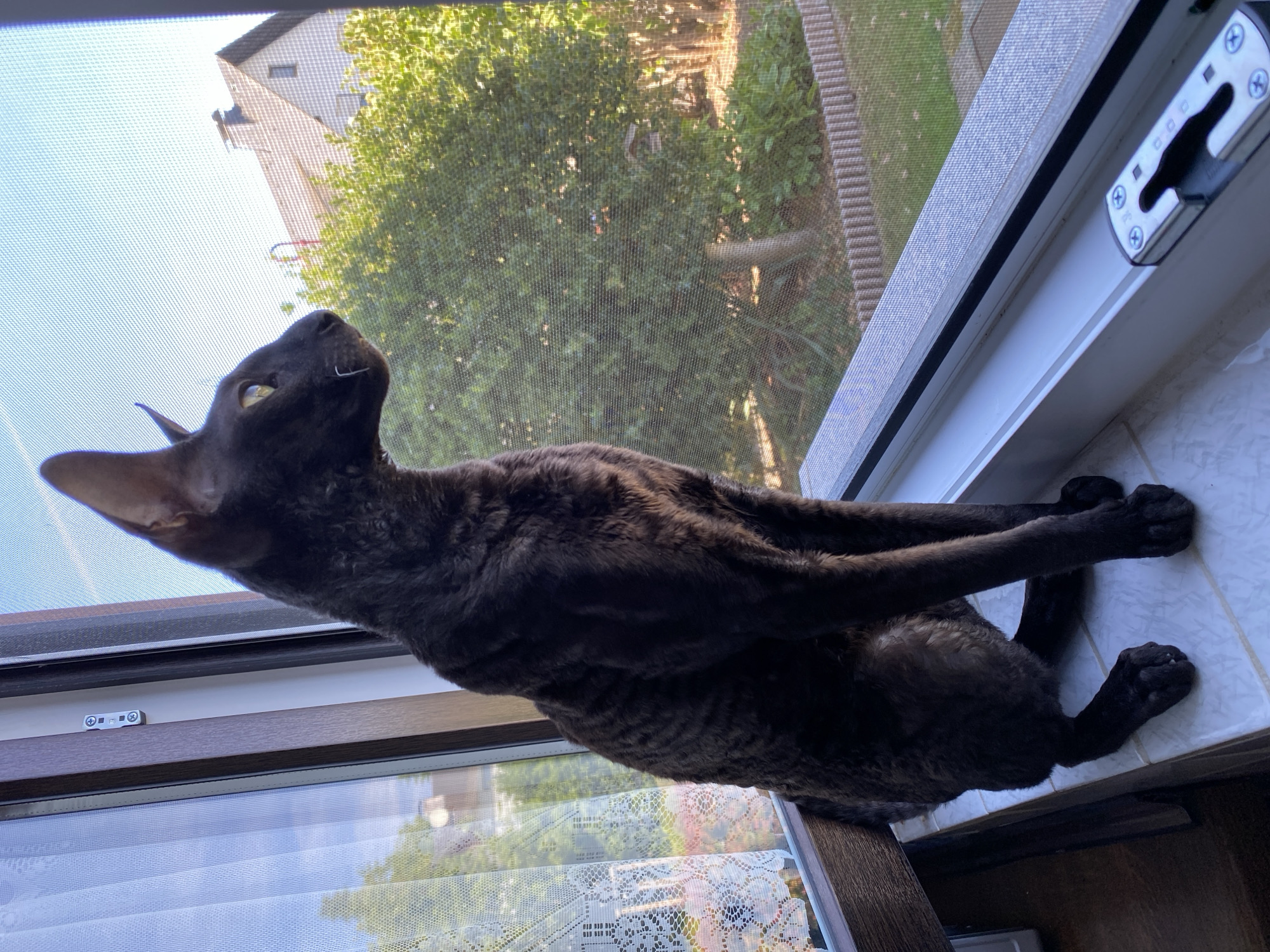 An all-black, short-haired cat with large ears and yellow eyes sits on a white tiled windowsill, looking out through a window with a screen at a residential area. The cat is positioned facing to the right, with its body angled slightly towards the viewer. Behind the cat, through the window screen, a house with a gable roof and a chimney is visible, surrounded by lush green trees and foliage. The scene appears to be set in Flammersfeld, Germany, indicated by the residential architecture and landscaping typical of the region. The lighting suggests it is daytime, with sunlight illuminating the outdoor environment. On the windowsill, to the right of the cat, is a silver window latch.