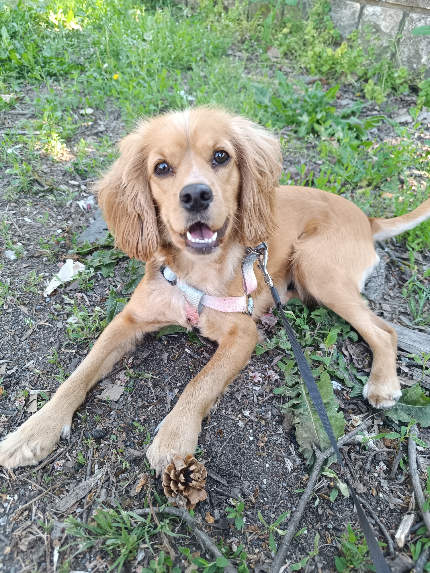 A medium-sized, light-brown Cocker Spaniel puppy, wearing a pink harness and a black leash, is lying on the ground. The dog is facing the camera, with its mouth slightly open, suggesting a relaxed or panting state. The ground is covered with sparse grass, dirt, small twigs, leaves, and a pine cone. In the background, there are more plants and what appears to be a low wall of stone. The location appears to be an outdoor park or garden-like setting. Based on the user's prompt, the location is assumed to be in the city of Pleven, Bulgaria.
