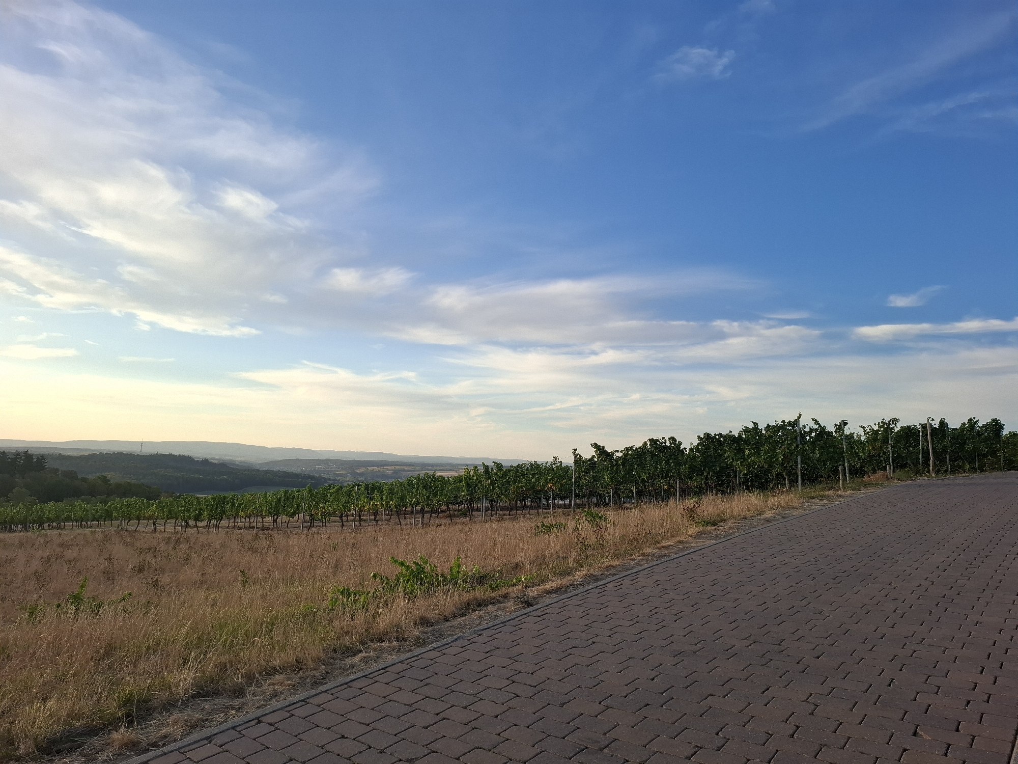 The image depicts a vineyard landscape under a partly cloudy blue sky, likely in or around Sinsheim, Germany. A paved pathway, constructed from dark reddish-brown interlocking bricks, runs diagonally from the lower right corner towards the middle of the frame. To the left of the pathway, a dry, golden-brown field of grass and some sparse green vegetation stretches towards a row of lush green grapevines. The grapevines are planted in neat rows on a gentle slope. In the background, a rolling landscape of hills covered with trees and vegetation extends to the horizon, with a faint haze suggesting distance. The sky is a vibrant blue, with scattered white and wispy clouds, particularly towards the left side of the image. The lighting suggests it is either early morning or late afternoon. There are no people or animals visible in the scene.