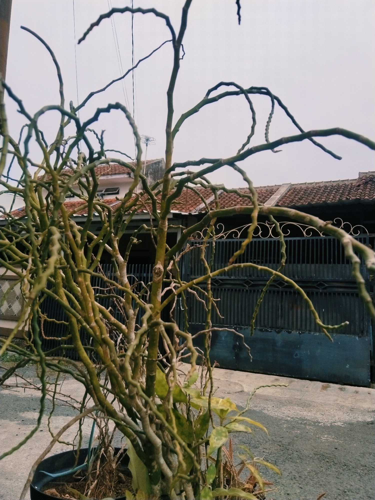The image captures a close-up view of a leafless, twisted tree in a black pot, positioned outdoors. The tree's branches are thin and gnarled, creating a dense, almost abstract form. In the background, a dark metal gate with ornate scrolling details is visible, behind which is a house with a tiled roof. A portion of a street or pathway runs in front of the gate. The sky is overcast and pale. The scene is likely located in a residential area of Tasikmalaya, Indonesia, given the architectural style and climate. There are no people or animals present in the frame, and no specific actions are taking place. The focus is solely on the plant and its immediate surroundings.