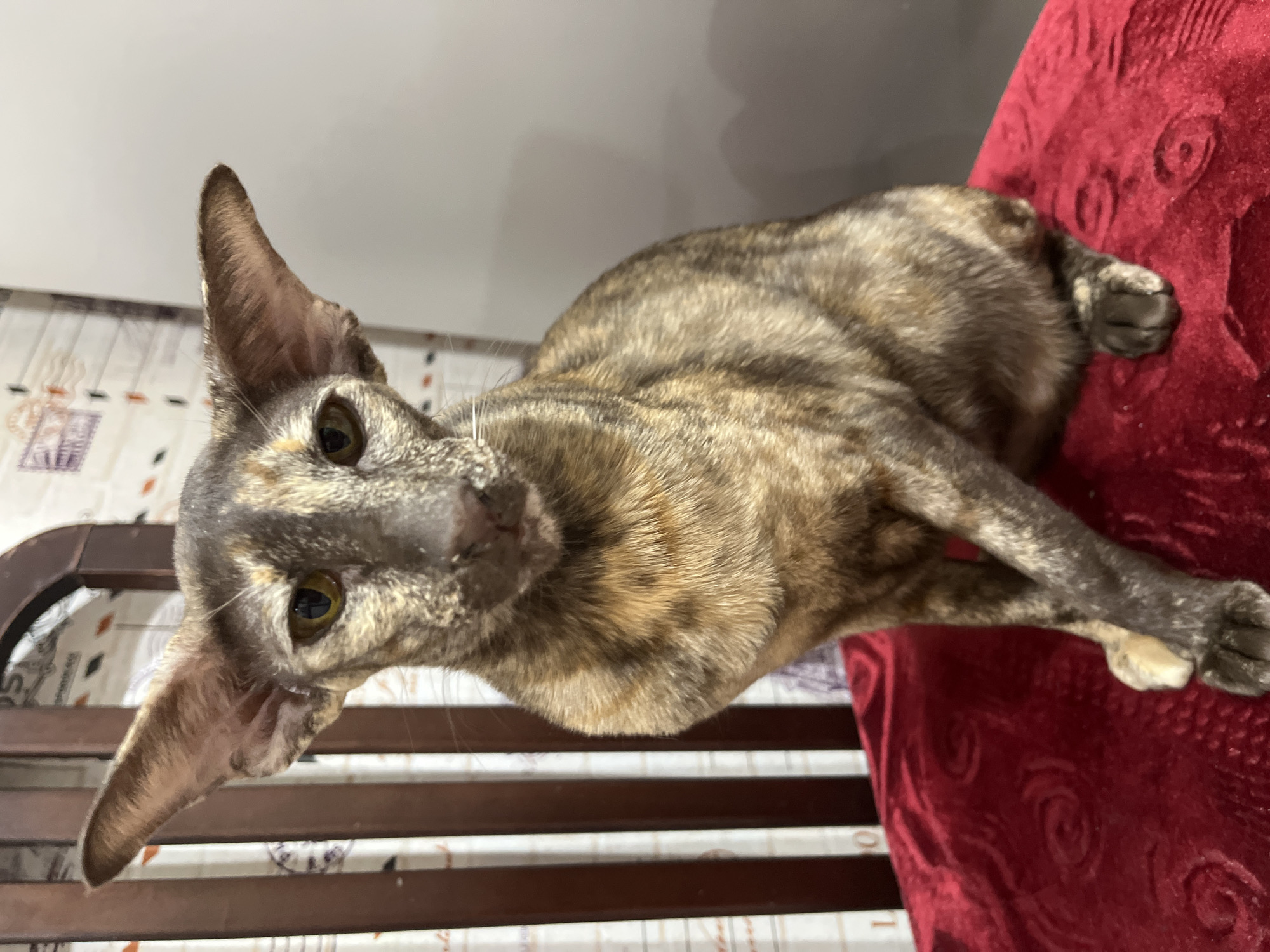 A brindle Oriental Shorthair cat is resting on a maroon upholstered chair. The chair is positioned in front of a wooden slat-backed structure, possibly another chair or a part of a bed frame. Behind this structure is a wall or curtain with a geometric pattern. The location is not discernible from the image.