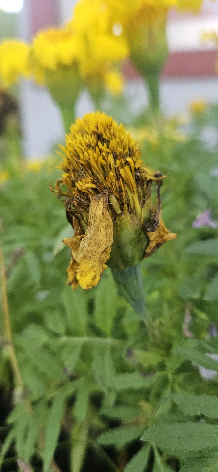 This is a close-up, vertical, medium shot photograph of a wilting yellow marigold flower in a garden. The flower is in the foreground, centered, and its petals are dry, curled, and brown. The stamen are still vibrant yellow, but appear dried out. The green stem and sepals are visible beneath the wilting petals. The background is a blur of green leaves and other yellow flowers, indicating a garden setting. The lighting is natural, with a slight softness. There are no people or animals visible in the image. The image does not contain any specific landmarks or features that would indicate it was taken in Vitsebsk, Belarus.