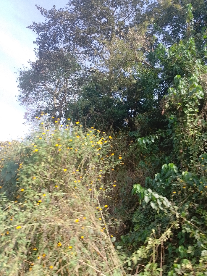The scene, located in Ayegbaju, Nigeria, depicts an overgrown natural environment under a light blue sky. The upper and mid-background sections are dominated by tall, broadleaf trees with dense canopies of dark green foliage. The foreground and midground feature a thick mass of various green shrubs and herbaceous plants. Numerous small, bright yellow flowers are dispersed throughout this lower vegetation. Some dried, light brown plant stalks are visible intertwined within the green plants in the immediate foreground. No individuals, structures, or discernible activities are present.