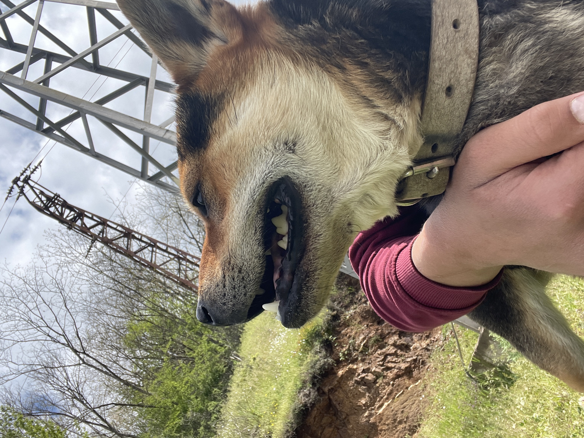 A low-angle medium shot shows the head and upper chest of a large brown and black dog being held by a person wearing a maroon long-sleeved shirt. The dog wears a thick, light brown collar. The dog is looking down and to the left with its mouth slightly open, revealing its teeth. The background includes power lines, trees, grass, and a dirt embankment. The location is likely near an outdoor area in Zlatograd, Bulgaria, given the presence of power lines and natural elements.