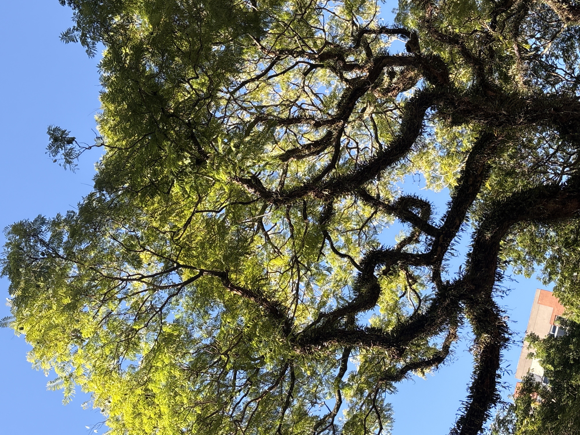 The image shows a low-angle view of a large, old tree with gnarled branches covered in moss and epiphytes, set against a clear blue sky. The leaves of the tree are a vibrant green, illuminated by sunlight. In the lower left portion of the image, the top of a multi-story building with light-colored facades and orange accents is visible, peeking through the foliage, suggesting an urban environment. The style of the building, particularly the visible architectural elements and coloring, is characteristic of mid-20th century to late 20th century construction commonly found in many residential and commercial areas of São Paulo, Brazil, such as in the districts of Pinheiros or Vila Madalena, which often feature mature trees and older buildings intermingled. No people or animals are discernible in the image.