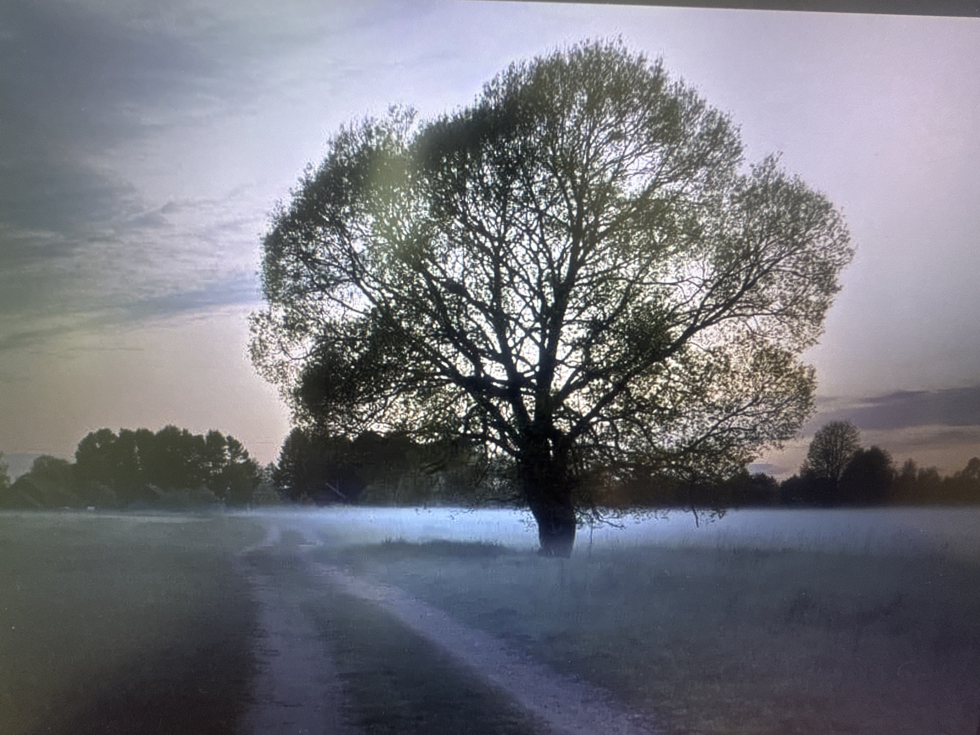 A lone, large tree with sparse foliage stands in a misty field at dusk. A dirt path leads towards the tree, disappearing into the fog. Silhouetted trees form a distant treeline on the horizon. The sky is overcast with soft, diffused light. The image does not depict any individuals or specific locations within the city administration of Stepnogorsk, Kazakhstan.