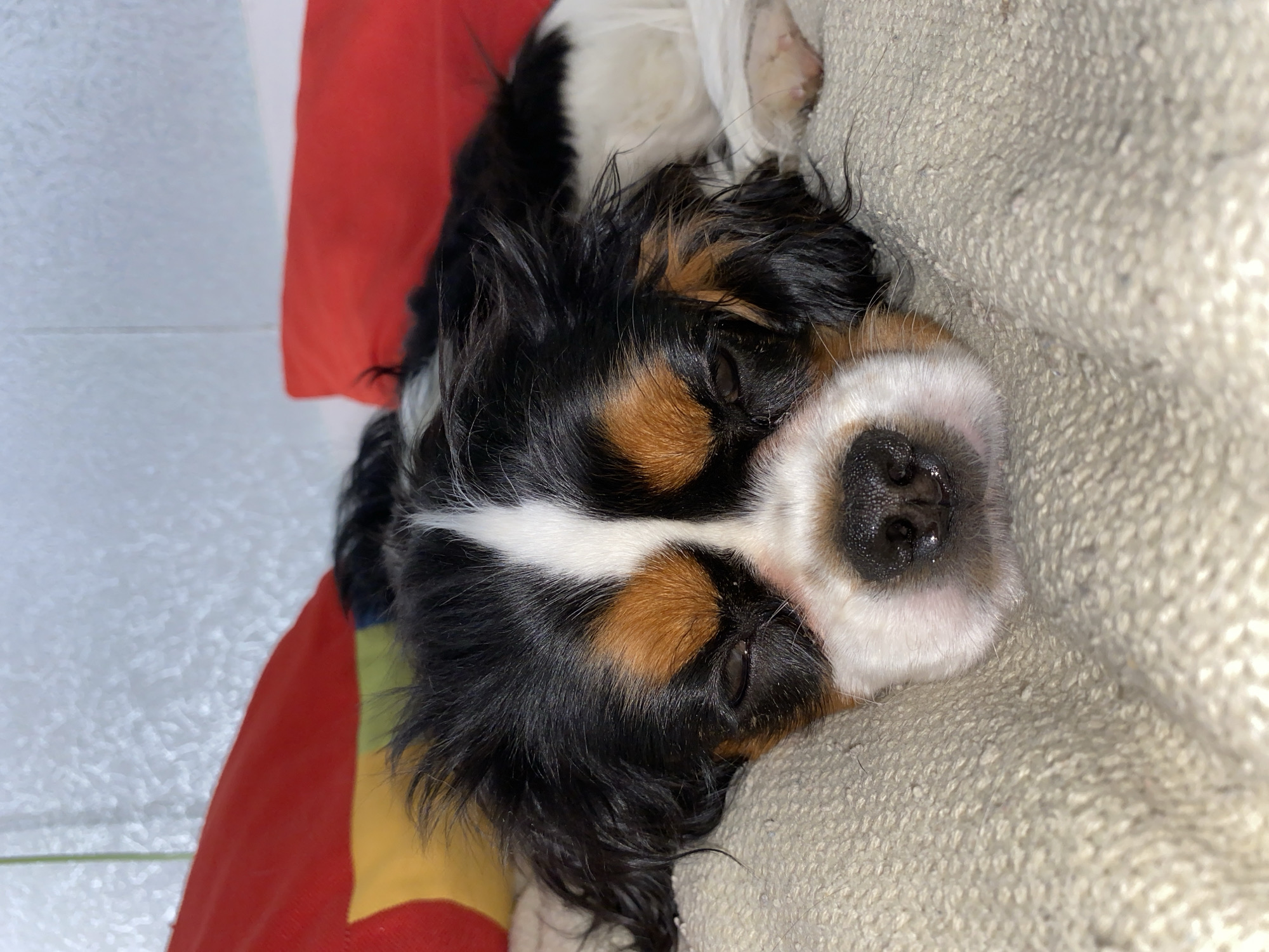 A close-up shot shows a Cavalier King Charles Spaniel lying on a light-colored textured blanket, with its head resting on the blanket. The dog has a black, white, and tan coat with closed eyes. A red, yellow, and green cushion is visible on the left. The background includes a white tiled wall. The location in the city of Votkinsk, Russia, is not identifiable from this image.