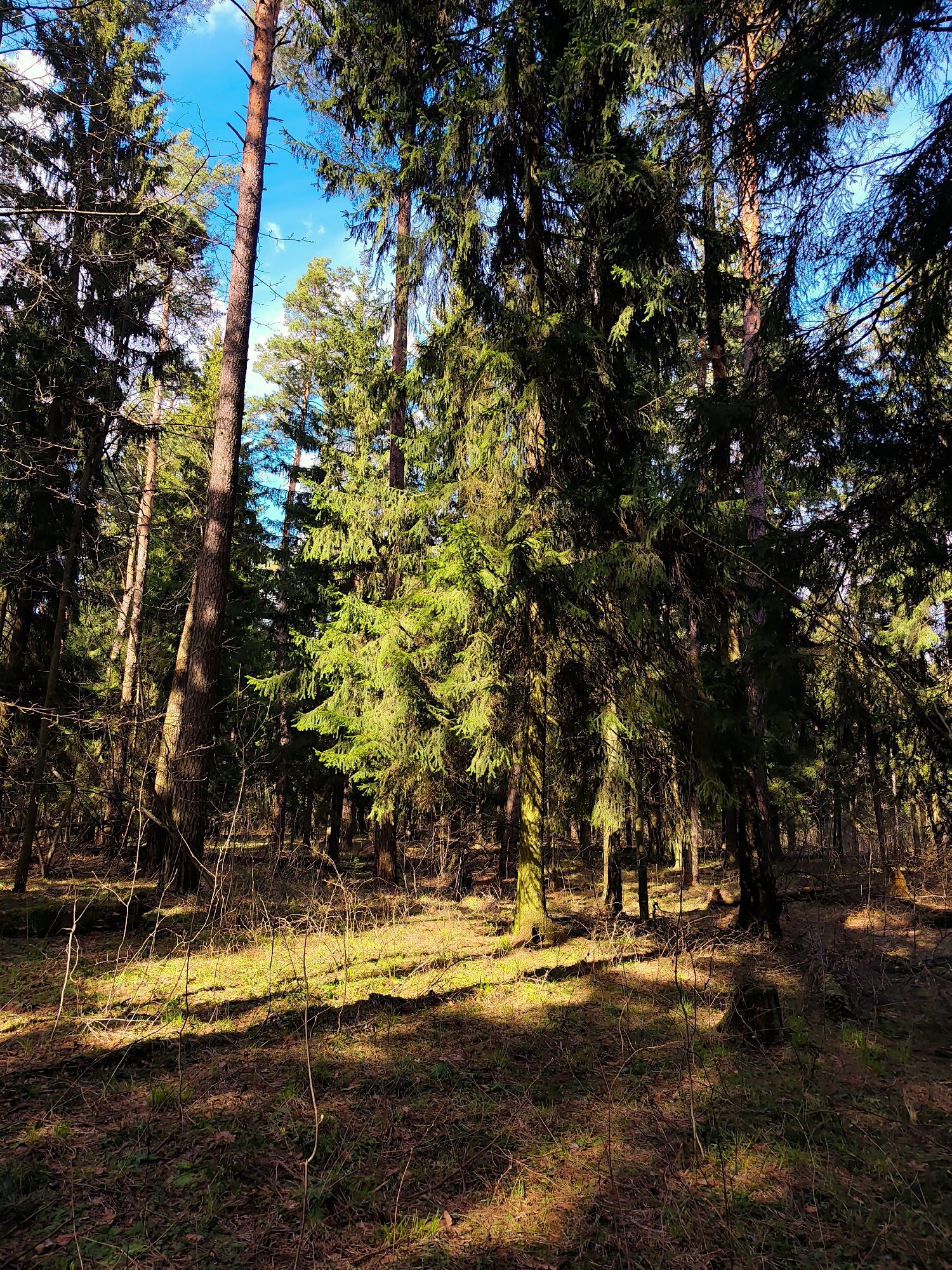 This media file captures a sunlit forest scene in Kratovo, Russia. The primary subjects are numerous tall coniferous trees, likely a mix of pines and spruces, with dense green foliage. Their trunks ascend vertically, with some appearing bare for a significant portion before branching out. Patches of bright blue sky with hints of white clouds are visible through the gaps in the tree canopy.
The activity depicted is simply the natural state of a forest on a sunny day. Sunlight streams down through the trees, casting strong, defined shadows and creating bright, illuminated patches on the forest floor. This play of light and shadow suggests it is either morning or late afternoon.
The forest floor is covered with a layer of fallen leaves, pine needles, and sparse undergrowth, including thin, bare branches and saplings. The illuminated areas on the ground show vibrant greens and browns, while the shadowed parts are darker and more muted. No people, animals, or man-made objects are visible, emphasizing the natural and untouched feel of the environment. The weather appears clear and sunny. No text is visible in the image. The overall impression is one of natural beauty and tranquility within a dense woodland.