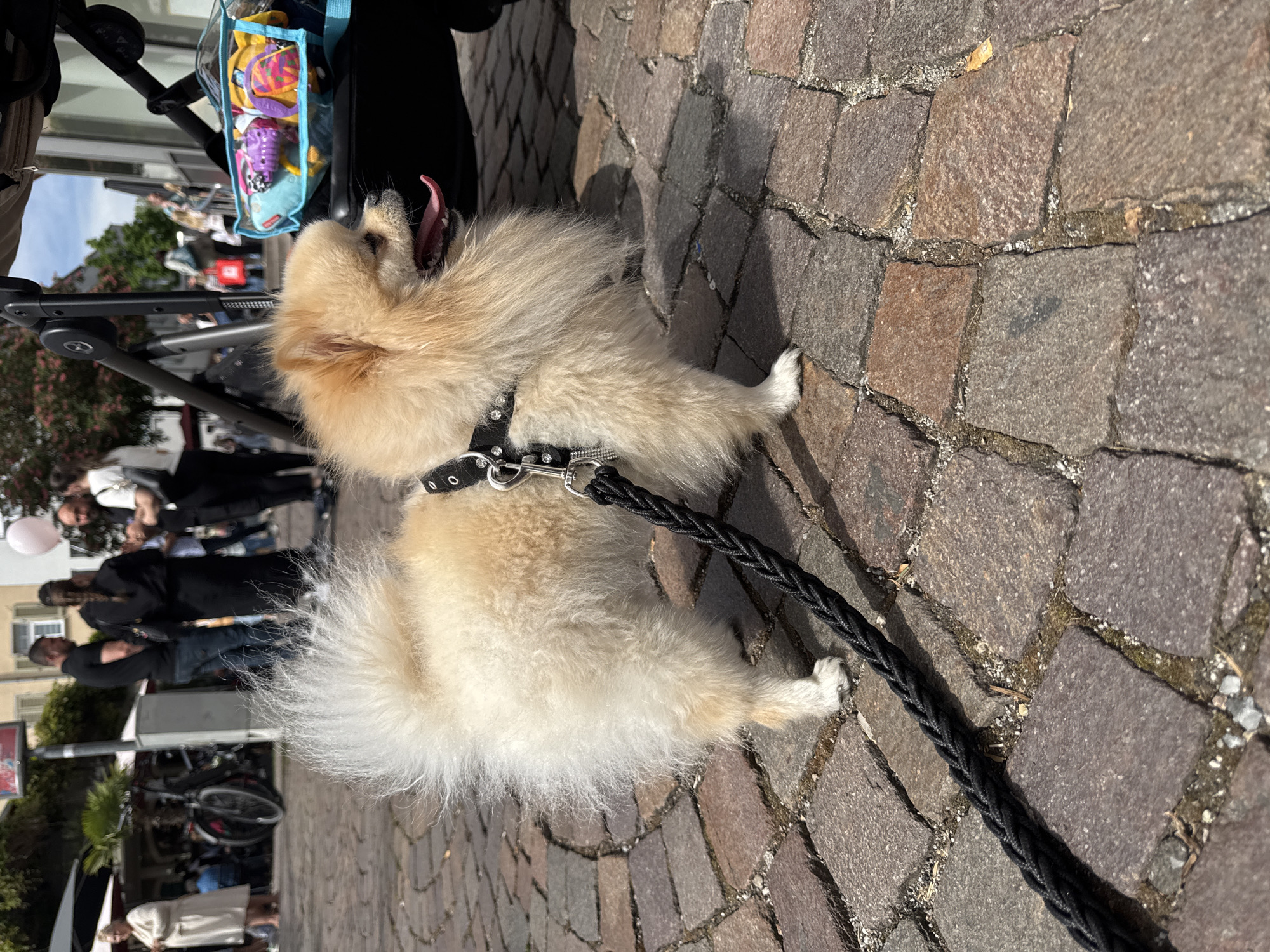 A Pomeranian dog on a black leash stands on a cobblestone street. The dog has a black harness with silver studs and is panting. In the background, several people walk on the street, some walking in the same direction as the dog, and others passing in the opposite direction. There are parked bicycles and buildings visible in the background. The scene takes place outdoors, likely in a public area within Bietigheim-Bissingen, Germany.