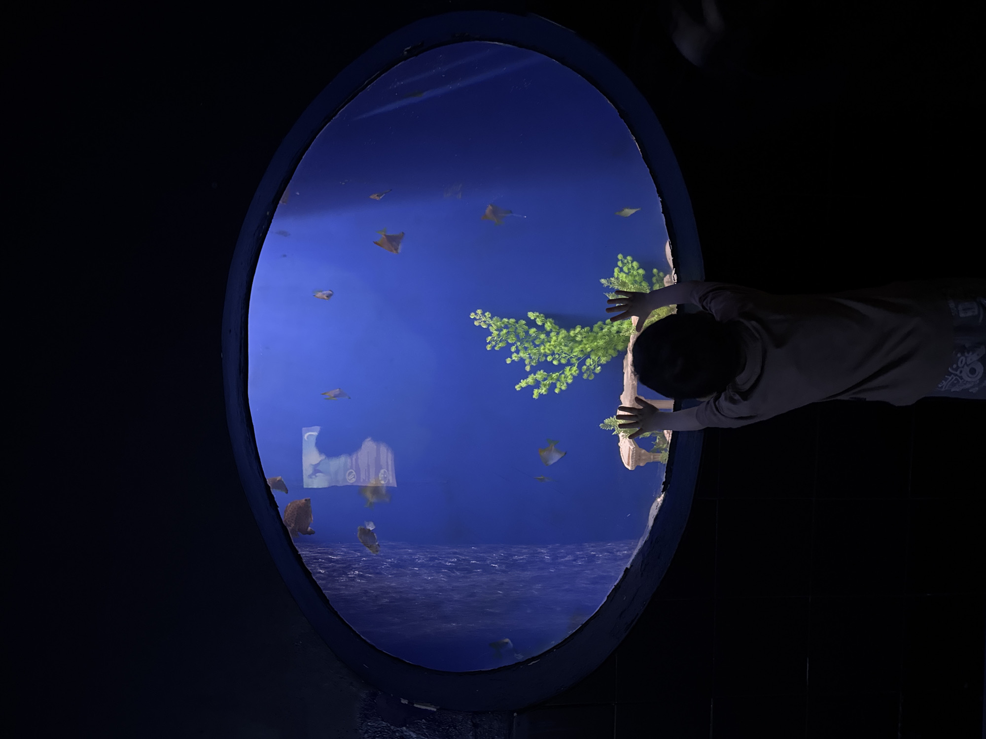 A boy stands in a darkened room looking through an oval window into a large aquarium. The aquarium contains various fish and aquatic plants. The bottom of the aquarium has a wavy, blue-tinted design. The environment is dimly lit, with the aquarium acting as the primary light source. The location is likely in Sochi, Russia.