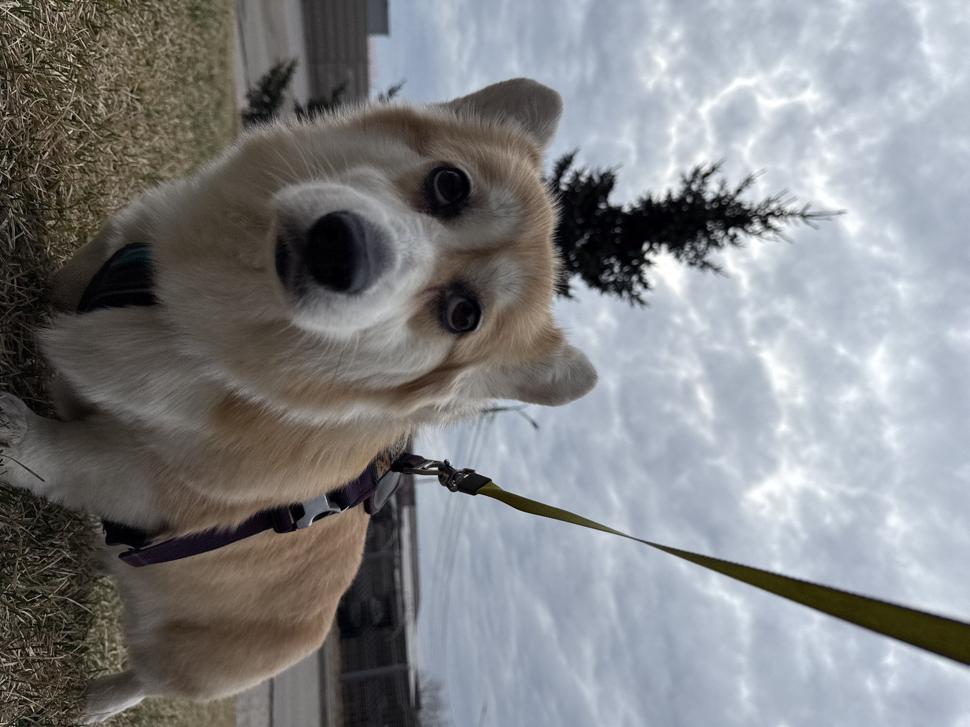 An outdoor, low-angle photograph captures a curious corgi dog looking directly at the camera. The image is oriented with the ground on the left and the sky on the right, suggesting a tilted perspective from below the dog's eye level. The dog, with its fawn and white fur, dominates the foreground, its face prominent. It wears a purple harness from which a lime green leash extends towards the lower right of the frame. Its dark eyes and black nose are clearly visible.
The background features dry, sparse grass on the left side. A dark evergreen tree is silhouetted against an overcast, cloudy sky that fills much of the right side and upper portions of the image. The clouds are predominantly white and grey, exhibiting varied patterns. Some indistinct, blurry structures, possibly buildings or fences, are vaguely visible in the distant background. The lighting indicates an overcast daytime. No visible text is present in the image. The scene is set in Krasnoyarsk, Russia.