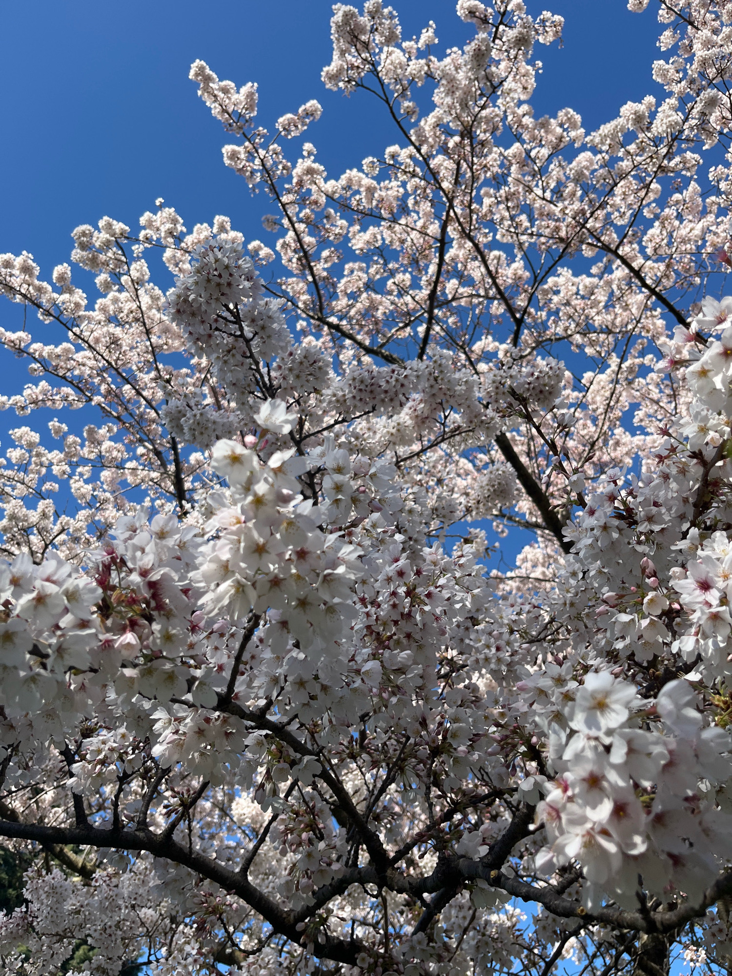 This is a close-up, upward-facing photograph of a cherry blossom tree in full bloom, set against a clear blue sky. The branches are laden with clusters of delicate white and pale pink blossoms. The foreground is dominated by densely packed flowers, some of which are in sharp focus, while others recede into a softer blur. The branches of the tree are dark and gnarled, providing a stark contrast to the ethereal quality of the blossoms. The image captures a moment of peak spring flowering. The location is within the Linwood-Central-Heathcote Community in New Zealand. There are no people or animals visible in the image.