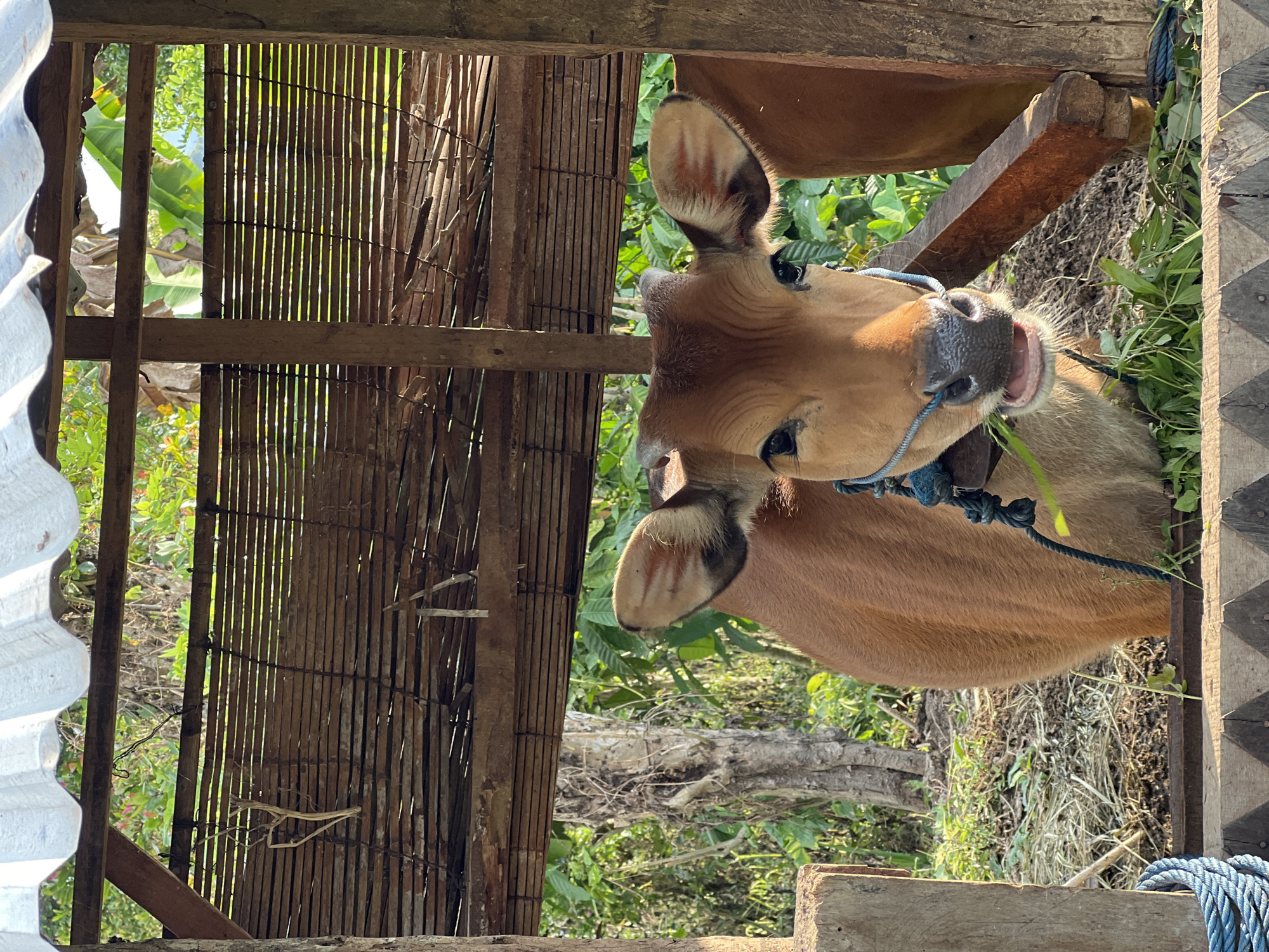 A young brown cow is the central subject of this medium shot, captured in a rustic wooden pen. The cow is facing forward, its head slightly tilted, with its mouth open as it chews on green grass. A blue rope halter is around its neck. The pen is constructed from rough-hewn wooden posts and beams, with a woven bamboo matting forming the back wall. A corrugated plastic roof covers the enclosure. Beyond the pen, a dense green forest with various trees and foliage is visible, suggesting a rural or natural setting. The lighting indicates it is daytime, with sunlight filtering through the trees. The location is a farm in Busungbiu, Indonesia.
