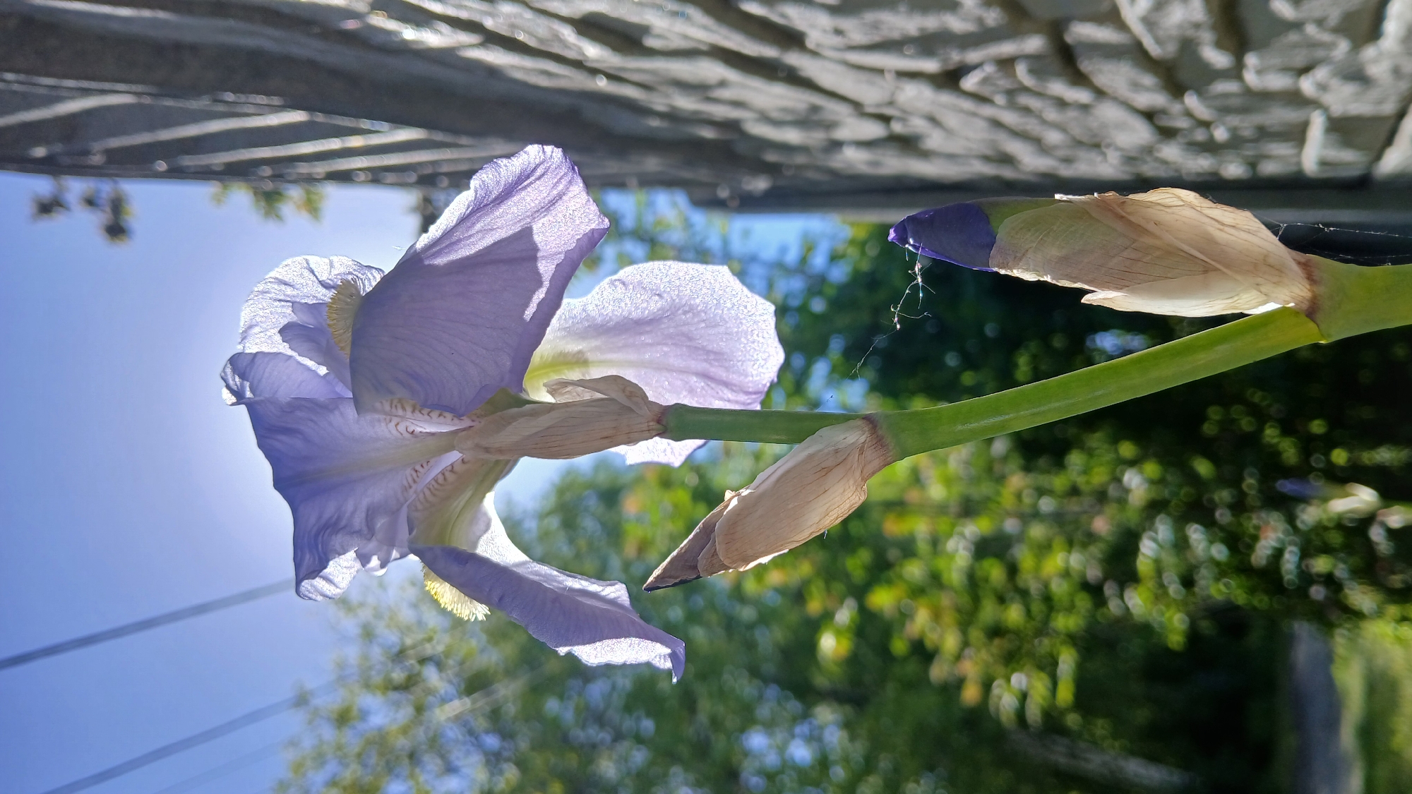 A close-up, outdoor shot depicts a blooming light purple iris flower and several unopened flower buds. The flower is positioned diagonally across the frame, with the blossom on the left side and the buds on the right. The flower is fully open, revealing intricate petal details and a slight translucency. The buds are a mix of light brown and dark purple, with a few strands of spiderweb visible on one. The green stem extends horizontally, supporting the flower and buds. The background is a blur of green foliage, suggesting trees and bushes. Above the flower, a gray, textured surface, likely a wall or ledge, is visible. The sky is a light blue, with the sun shining from behind the flower, creating a backlit effect. The location is in the city of Unknown, Unknown.