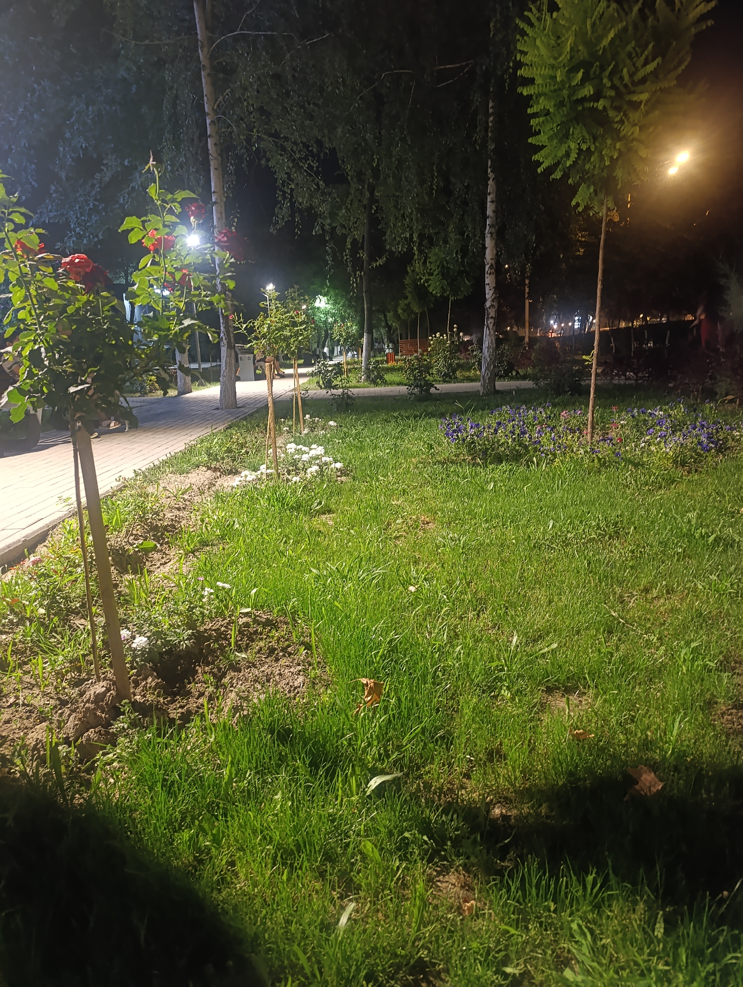 The image depicts a park area at night in Osh City, Kyrgyzstan, illuminated by streetlights and artificial lighting. In the foreground, a paved walkway runs along the left side of the frame, bordering a manicured lawn. Several young trees, supported by stakes, are planted in the grassy area. Red roses are in bloom on a bush in the left foreground. Further back, rows of small purple flowers are visible in a garden bed. Tall trees line the walkway and the background of the park. In the distance, lights from a streetlamp and possibly other park features can be seen, along with the silhouettes of people. The overall scene suggests a public park or garden space within the city, possibly a popular spot for evening strolls.