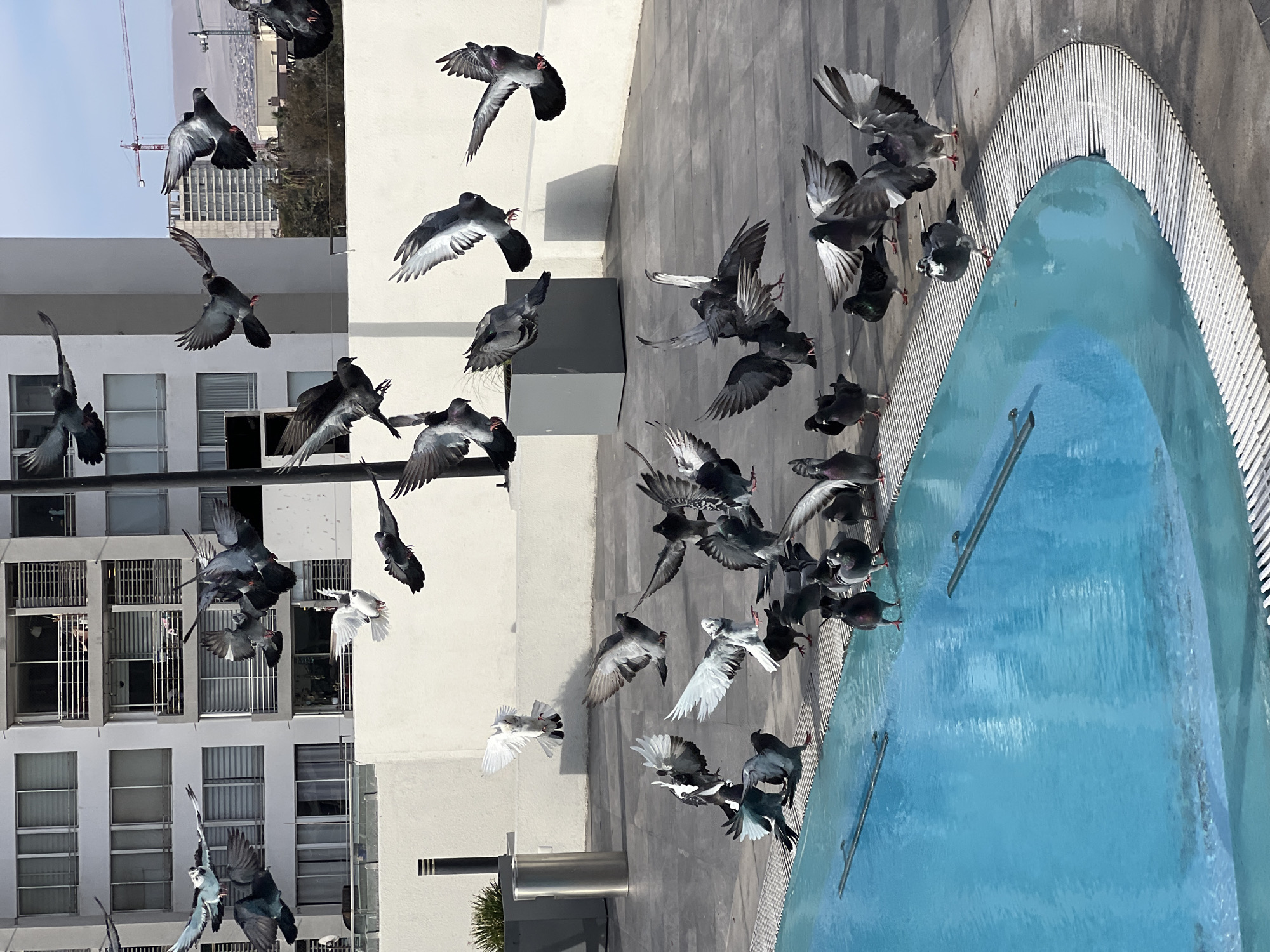 The image captures a scene in Arica, Chile, featuring a flock of pigeons in flight. The pigeons are captured mid-air, some close to a bright blue body of water, possibly a decorative pool or fountain with a white railing. In the background, there is a multi-story residential or commercial building with white walls and multiple windows. A construction crane is also visible, suggesting urban development. The image is rotated, with the buildings appearing on the left and the water feature on the right. The light suggests a sunny day.