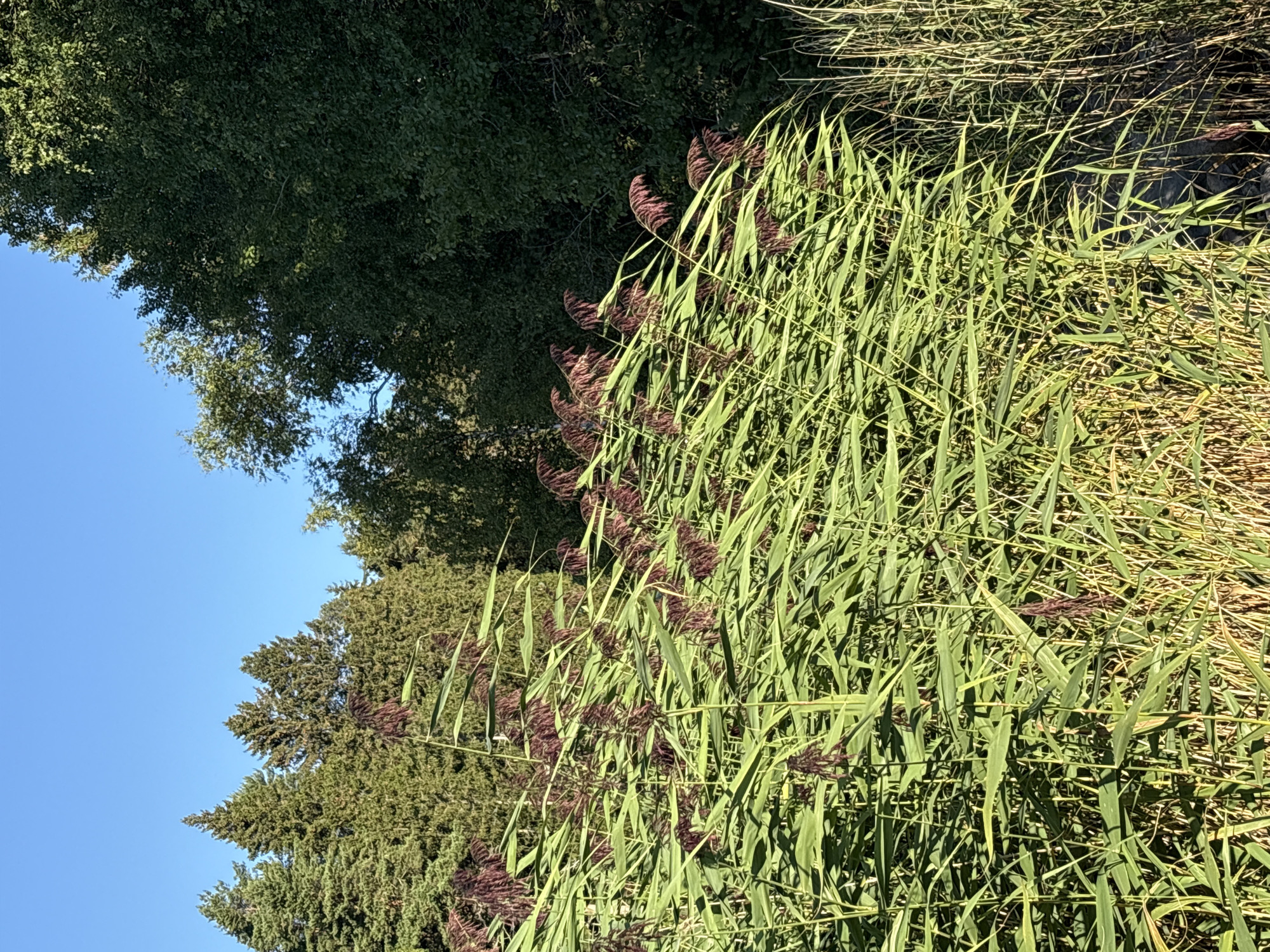 The image captures a serene natural landscape, likely on the outskirts of Rautalakhti, Russia, given the presence of dense coniferous and deciduous trees bordering a body of water partially obscured by tall reeds. The sky is a clear, vibrant blue, indicative of fair weather. In the foreground, lush green reeds, some with purplish-brown seed heads, sway gently, their long leaves creating a sense of movement and depth. The reeds are illuminated by the sun, casting shadows and highlighting their texture. Behind the reeds, the dark green foliage of trees forms a dense backdrop, with some taller coniferous trees visible on the left. The overall impression is one of a tranquil, undeveloped natural environment, perhaps a lakeside or riverside setting. There are no people or animals visible in the image.