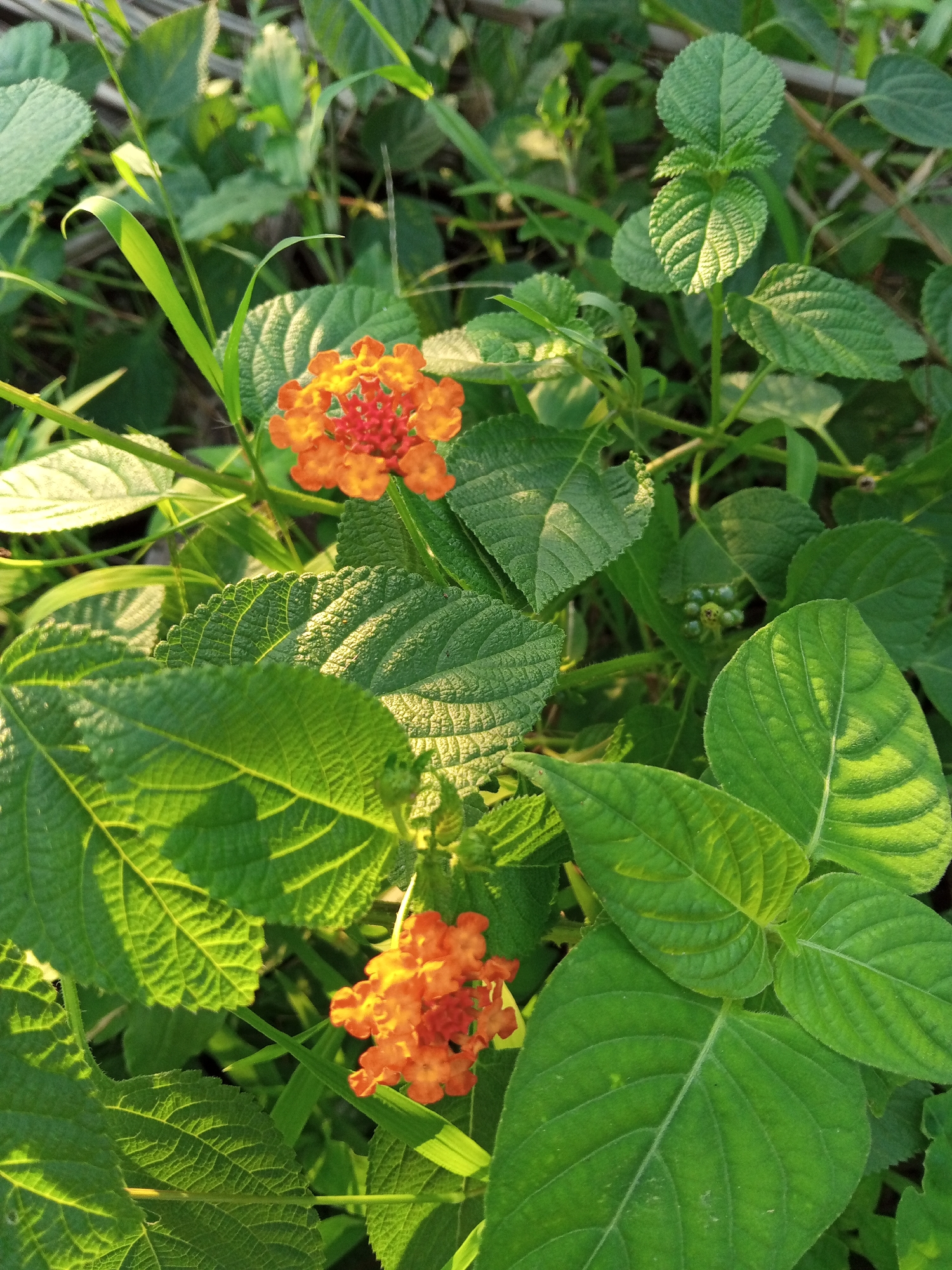 This is a close-up, top-down, eye-level shot of orange Lantana flowers and vibrant green leaves against a natural, outdoor backdrop. The scene is bathed in warm, directional sunlight, casting shadows and highlighting the textures of the foliage. The flowers are small, clustered clusters of tiny, trumpet-shaped florets, predominantly orange with some hints of yellow and red at their centers. They are set against a backdrop of lush, green leaves, some of which are broad and textured with visible veins, while others are narrower and grass-like. In the mid-ground, a few small, unripe green berries are visible. The overall impression is one of natural growth and botanical detail, with the focus sharp on the flowers and foreground leaves. The location is specified as Palohigeuh, Indonesia.