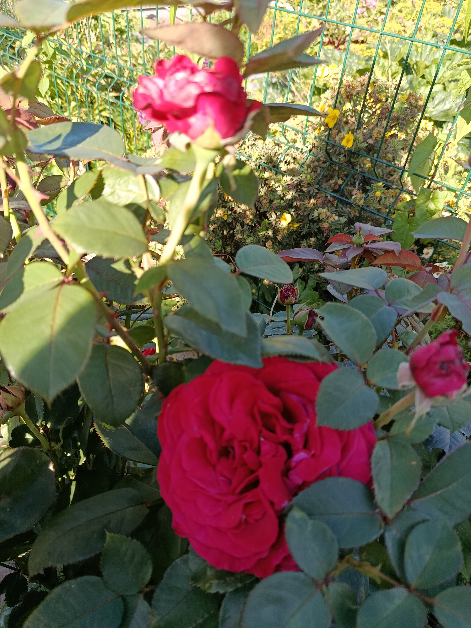 A close-up shot captures a vibrant red rose in bloom, its petals densely layered, dominating the foreground of the image. Several other rose buds and blooms, in varying stages of development and shades of red and dark pink, are visible throughout the frame, nestled among lush green leaves. Some of the leaves exhibit a reddish hue, particularly on their edges. Thorny stems of the rose plant are also apparent. In the background, a green wire mesh fence partially obscures a garden area. Behind the fence, a variety of plants are visible, including small yellow flowers and other greenery. The lighting suggests it is daytime, with sunlight casting shadows on the leaves. The scene is set in a garden in Snegiryovka, Russia.