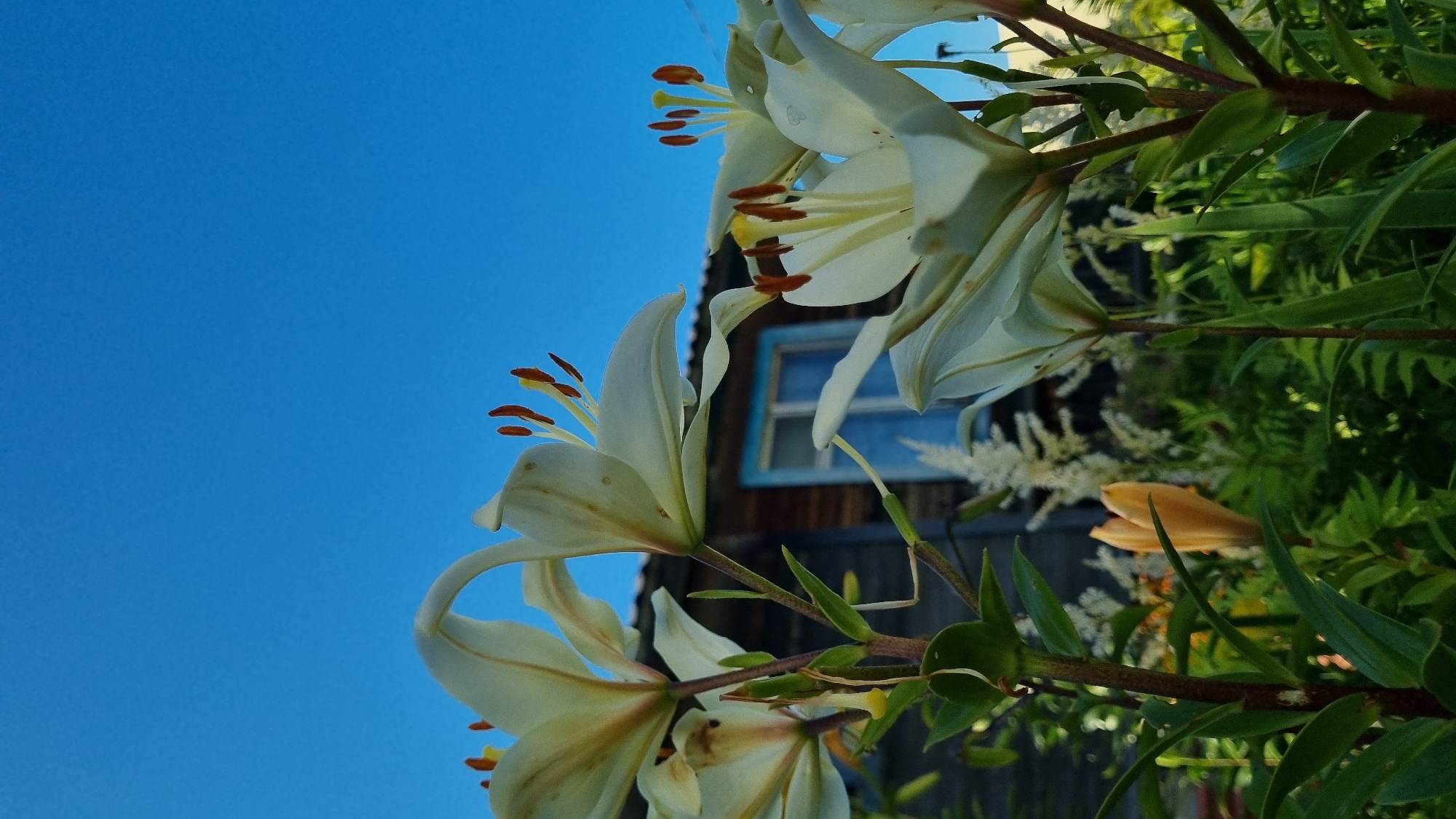 The image depicts a low-angle view of white lilies in the foreground, with a rustic wooden building and a bright blue sky in the background. The lilies are in various stages of bloom, with prominent stamens and pistils. The building appears to be a house, with a visible window featuring a blue frame. Green foliage and other flowering plants are interspersed with the lilies. The scene suggests a sunny day in a rural or suburban setting, possibly a garden. The location is identified as Vysokoe, Russia.