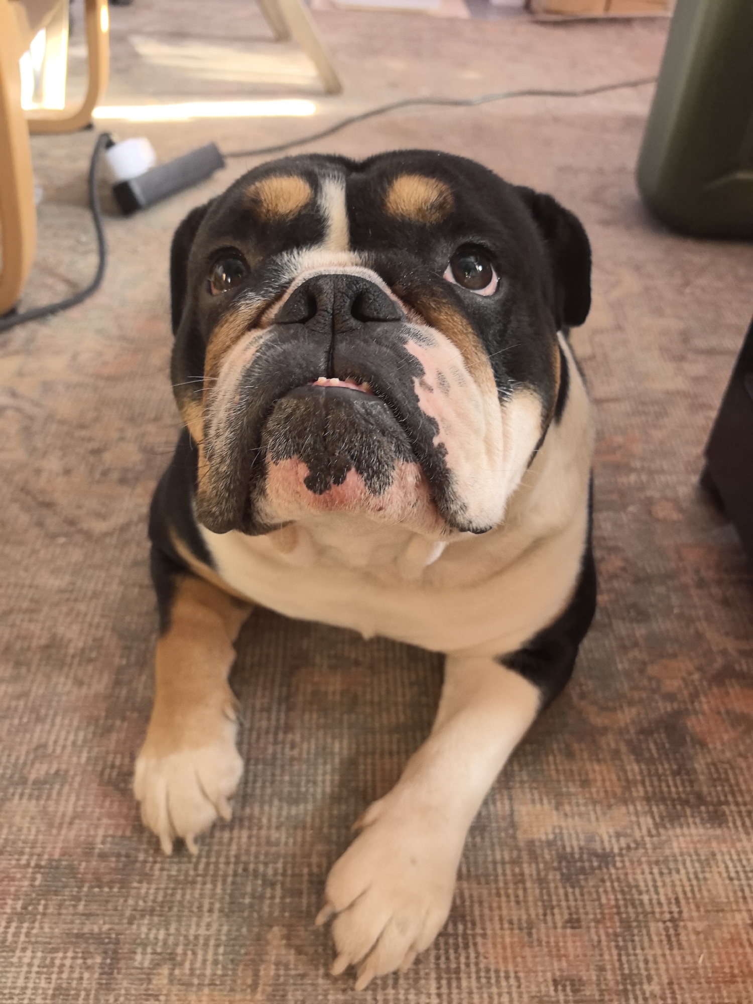 A tricolor bulldog (black, tan, and white/cream markings) is centrally positioned, lying prone on a patterned rug and facing the viewer. The dog's dark eyes are directed upwards, and a small pink portion of its tongue is visible between its lower jowls. The muzzle is predominantly dark, with pinkish skin patches on the upper jowls. Its front paws are extended forward on the rug.
The immediate environment is an indoor setting with a multi-toned, woven rug exhibiting patterns in shades of beige, brown, and faded red. In the background, to the upper left, a light-colored, possibly metallic or wooden, furniture leg is visible, along with a black electrical cord connecting to a small white and grey object on the floor. A distinct horizontal streak of bright light is present on the floor in this area. To the upper right, a dark green plastic container and a dark, indistinct object are partially visible. The location in the city of Noviy, Russia, cannot be determined from the visual information provided.