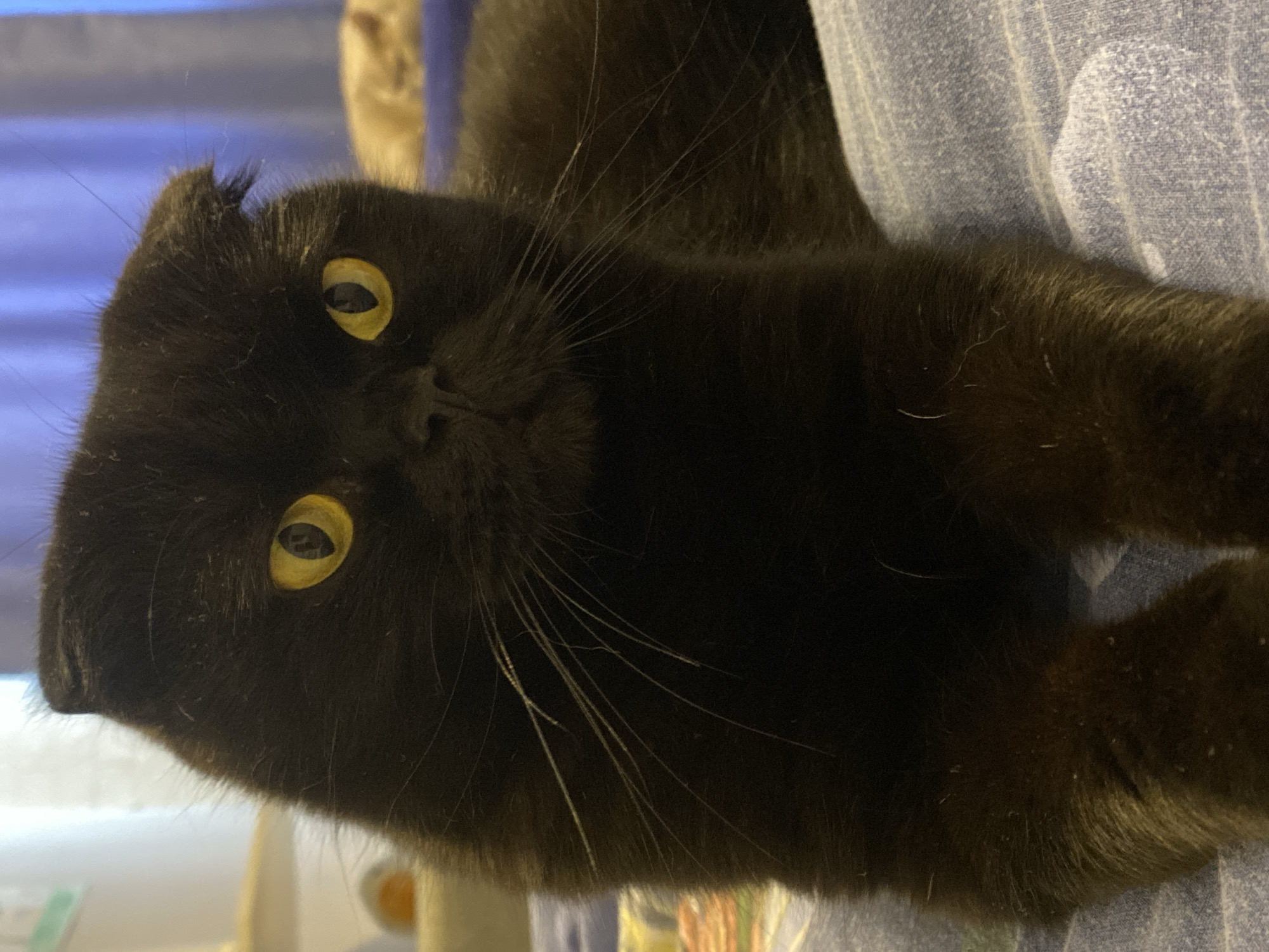 The image is a close-up, vertically oriented photograph of a black cat. The cat's face is the central focus, with its head turned towards the camera. Its eyes are large, round, and a striking yellow-green color, with dark pupils. The cat has characteristic folded ears, a feature of some Scottish Fold breeds, and long, white whiskers. Its fur appears sleek and dark.
The cat is resting on a textured surface, possibly a blanket or upholstered furniture, which is a light blue-gray color with a subtle striped pattern. In the background, there are out-of-focus elements that suggest an indoor setting, including what appears to be a window or curtain on the left and another blurry shape, possibly another pet or object, on the upper left.
The lighting appears to be artificial and somewhat soft, with no harsh shadows. The overall mood conveyed by the image is one of relaxation and quiet observation, as the cat seems calm and attentive. There is no visible text in the image. The time of day and weather are not discernible.