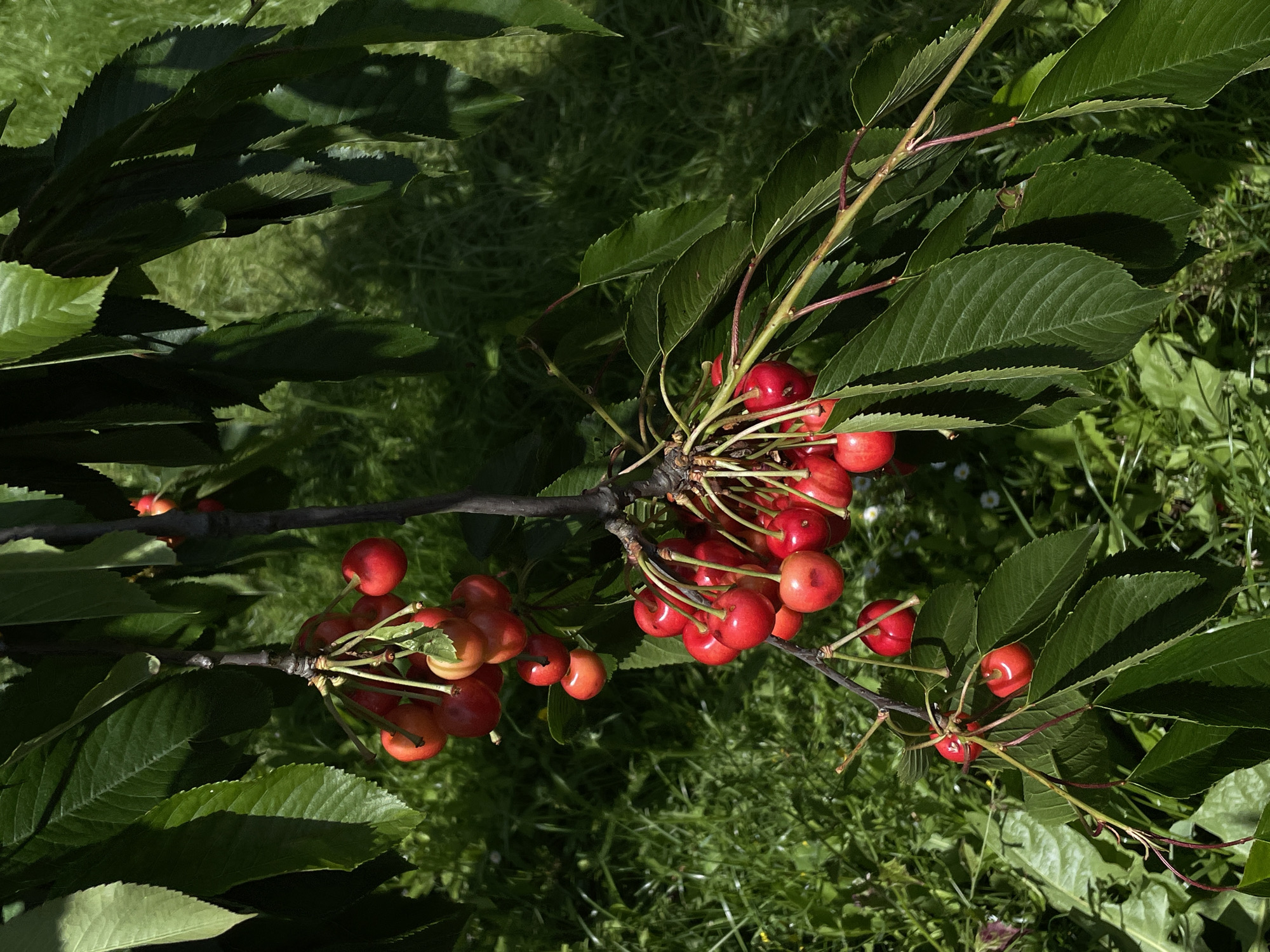 A cluster of ripe red cherries hangs from a branch, surrounded by green leaves. The cherries are on stems and appear to be attached to a tree. The background is out of focus, showing green foliage and grass. The scene is outdoors in natural light. There are no people or buildings visible.