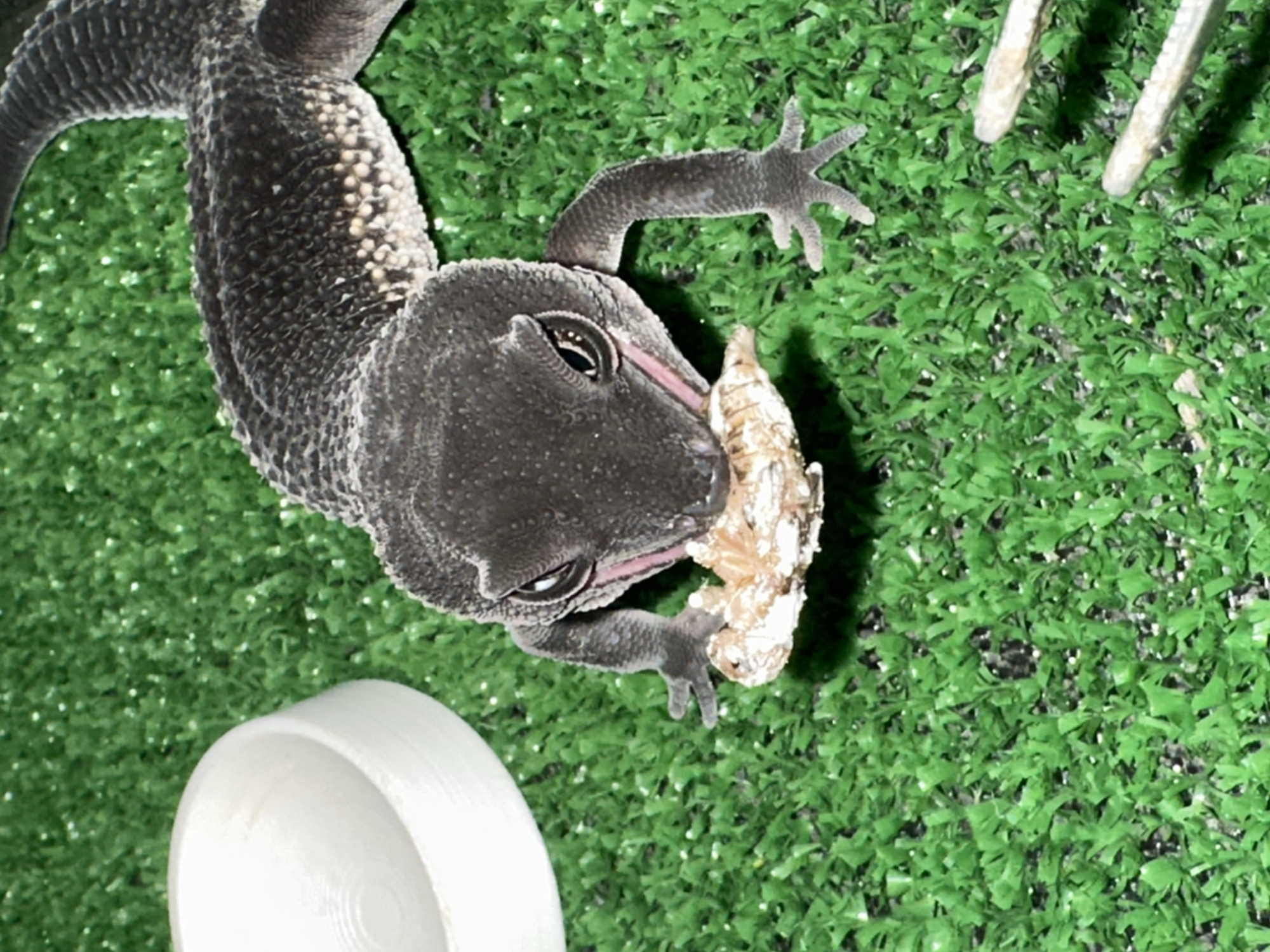 A black gecko is shown from an overhead view, eating a yellowish, possibly dead insect. It is located on bright green artificial turf. A white bowl-shaped object is partially visible at the bottom left of the image. In the upper right corner, what may be bones or decorative sticks are visible. The image provides no information to identify a location in Moscow, Russia.