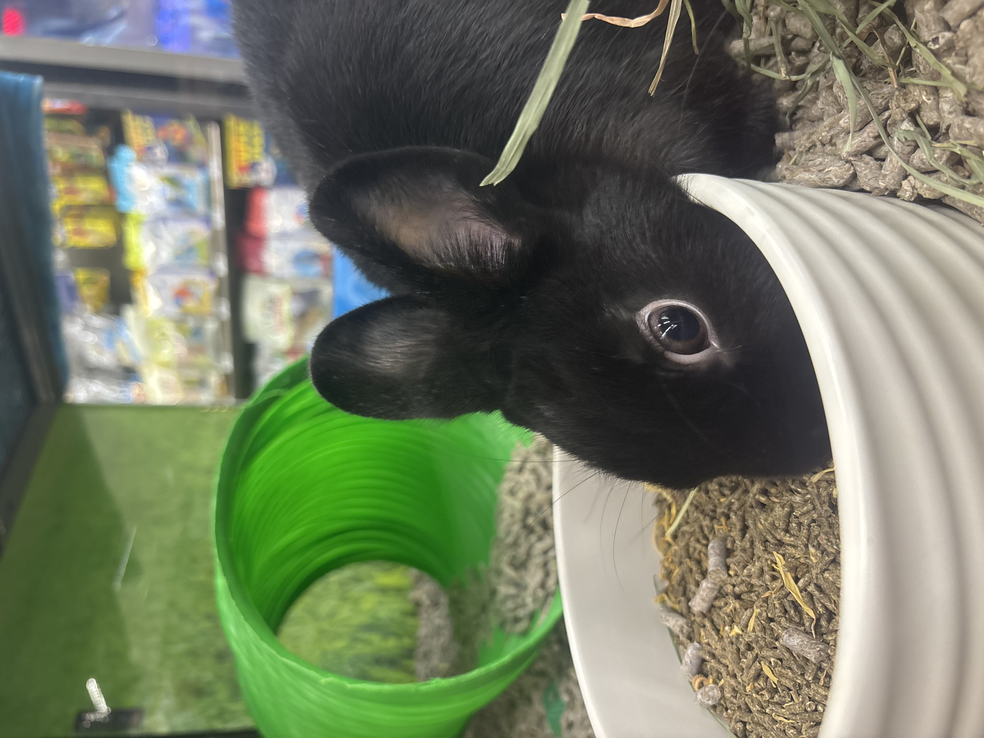 A close-up, vertically oriented shot shows a black rabbit eating from a white ceramic bowl. The bowl is filled with rabbit food, consisting of brown pellets and some hay. To the left of the bowl is a bright green, corrugated plastic tube. The rabbit's head and one ear are visible, with a single eye in sharp focus. The background shows a blurred retail setting with shelves stocked with various items. There's no verifiable information to indicate this image was taken in Puebla, Mexico.