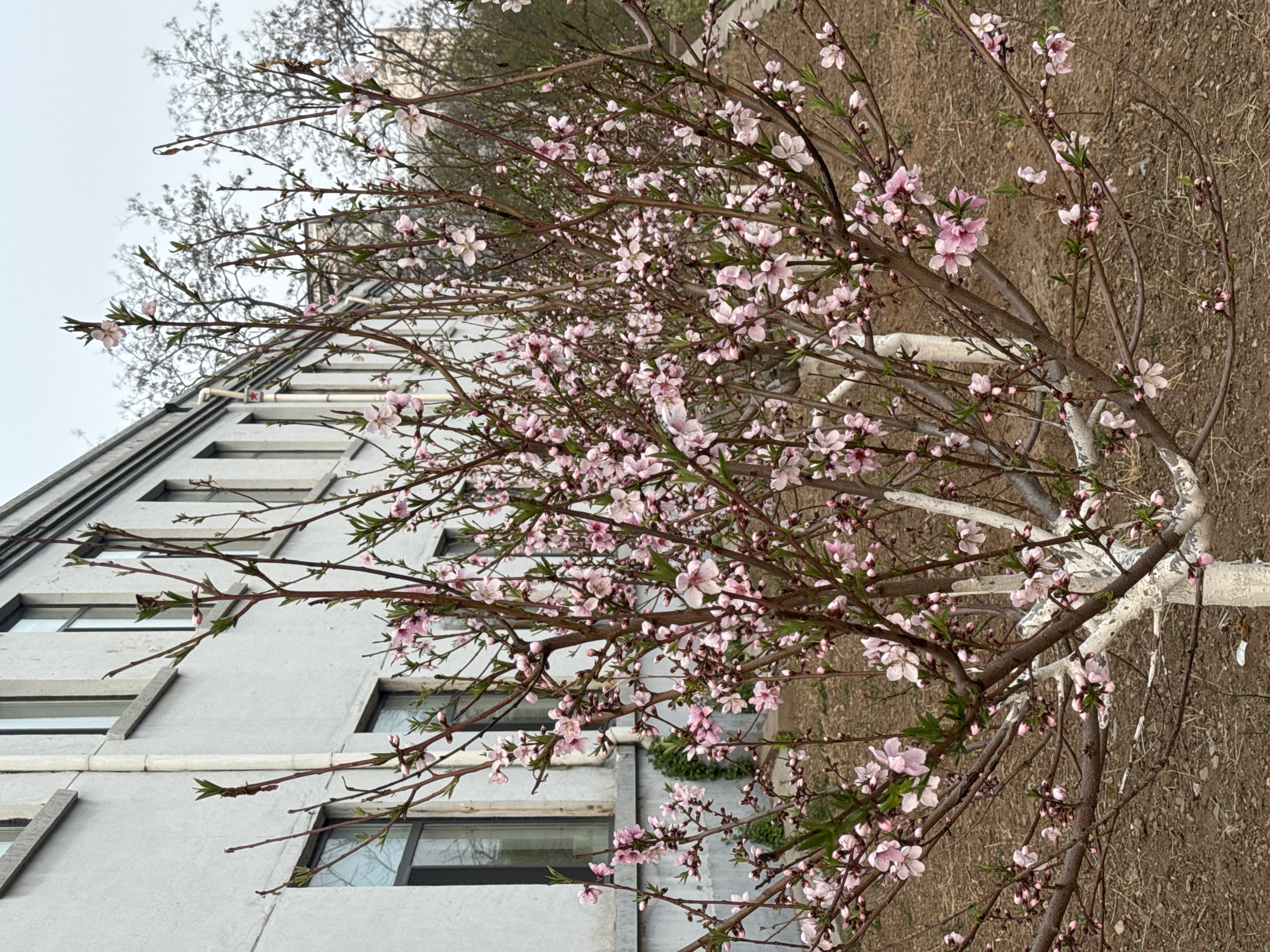 The image shows a flowering tree with pink blossoms in front of a building. The lower trunk of the tree is painted white. The ground is brown and appears to be dirt or dry grass. The building is multi-story and gray, with numerous rectangular windows. The sky is overcast and gray. Based on location provided, the image is located in Zhongtun, China. No people are visible.