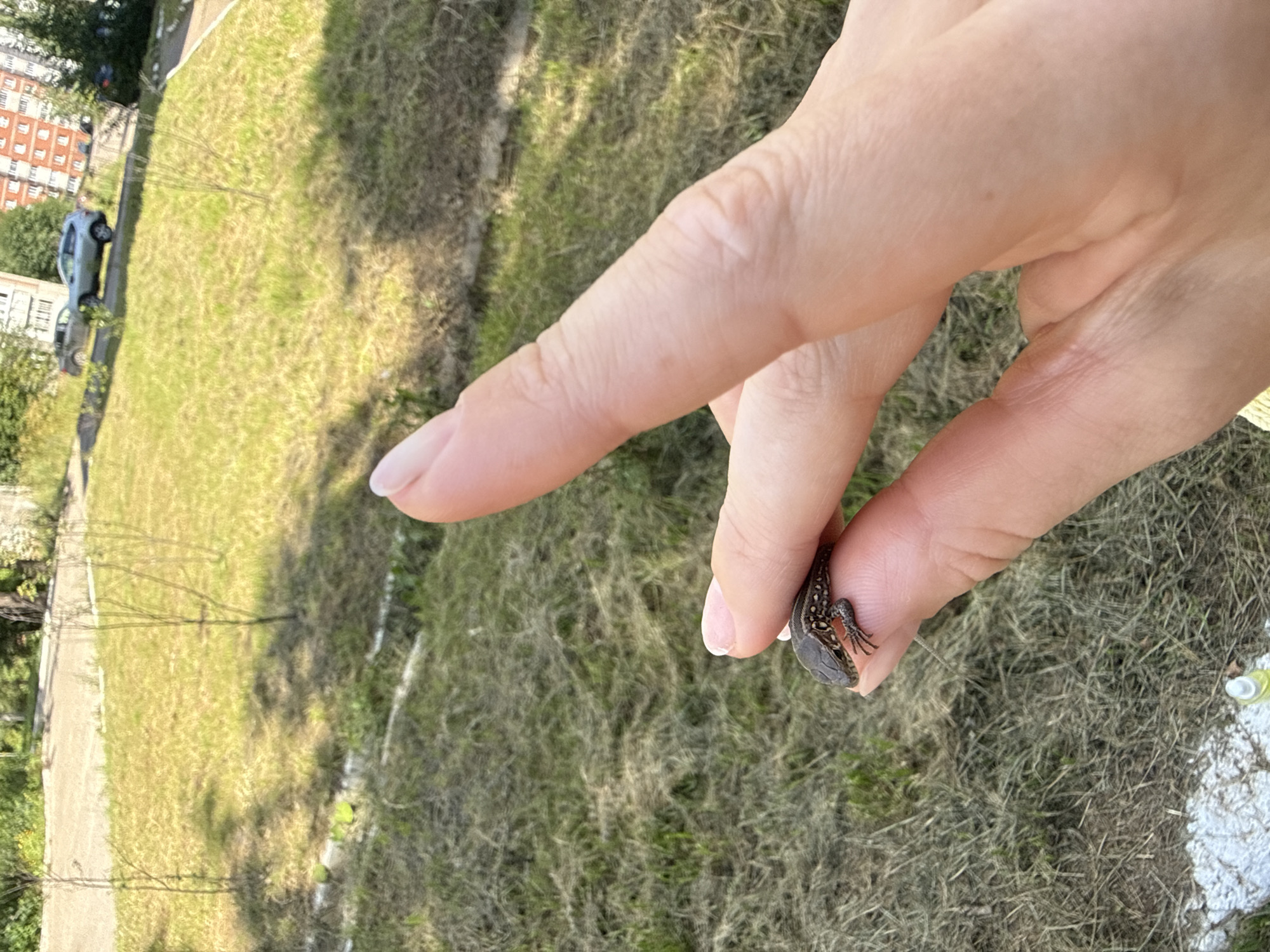 A close-up shot shows a small lizard perched on a human finger. The lizard, with dark patterns on its skin, is held delicately, its tiny feet gripping the fingertip. The finger appears to be part of a hand that is cupped, with other fingers partially visible. The background consists of dry grass and sparse trees, suggesting an outdoor environment. In the distance, a paved area with parked cars and apartment buildings are visible, indicating an urban setting. The overall impression is one of a brief, intimate encounter between a person and a small wild creature in a city park or residential area. The location is the city of Chaikovsky, Russia.