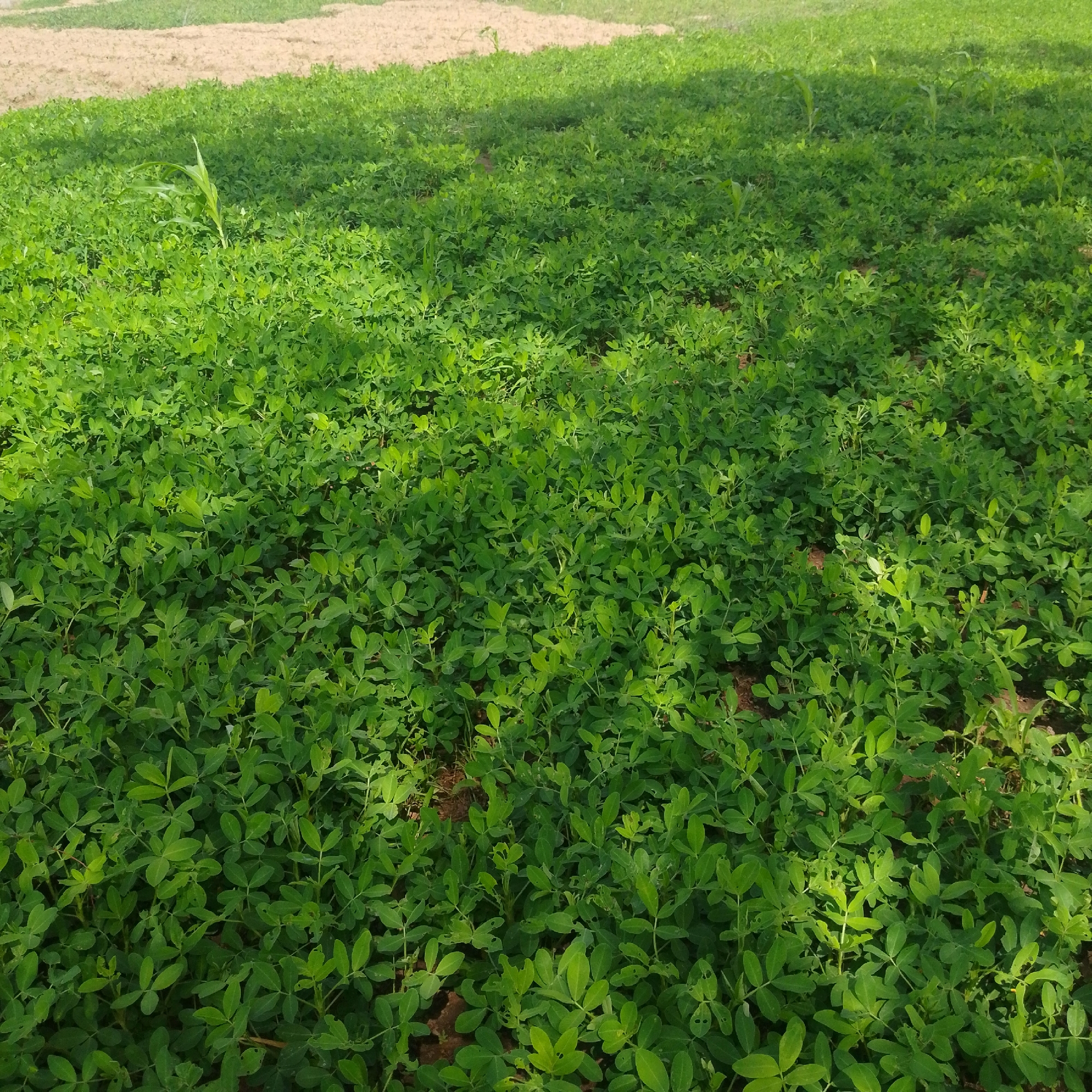The image depicts an agricultural field in Jauro Yinu, Nigeria, showcasing a dense growth of green peanut plants. The plants are low-lying and cover the majority of the frame, appearing healthy and vibrant. Small, light-colored areas, possibly bare soil or pathways, are visible between some of the plants. In the background, the field transitions to a different type of vegetation or tilled land, appearing lighter in color and less dense. The lighting suggests it is daytime, with shadows cast across the field, indicating the sun's position. There are no people or animals visible in the image. The overall scene is one of agricultural activity and natural growth.