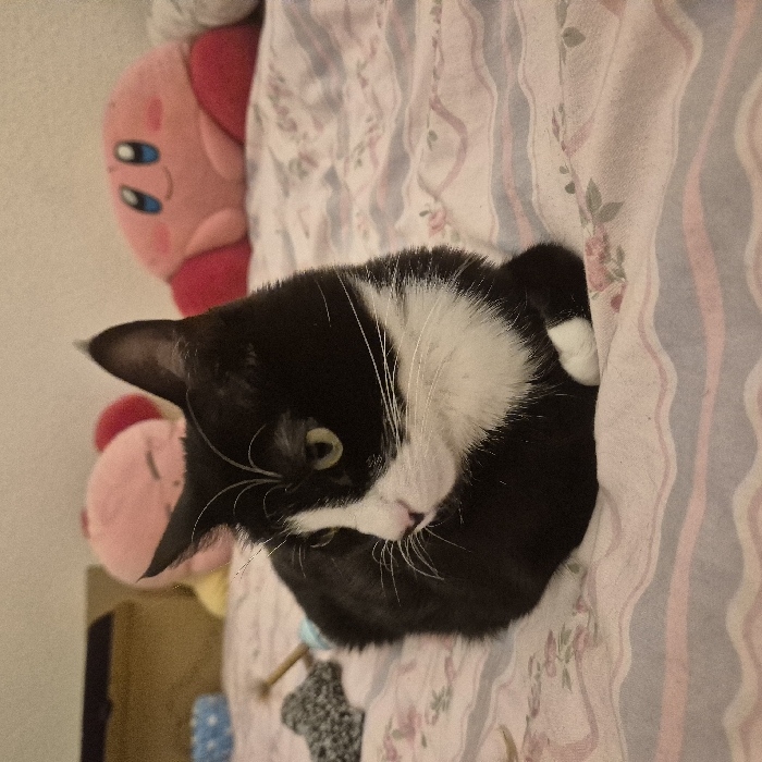 A black and white tuxedo cat is nestled against a floral striped bedspread. The cat's head is visible, with one green eye peeking out. The cat's fur is mostly black, with a white chest and whiskers. To the left of the cat are two pink Kirby plushies. Part of a wooden dresser is visible in the bottom left. The cat appears to be resting comfortably.