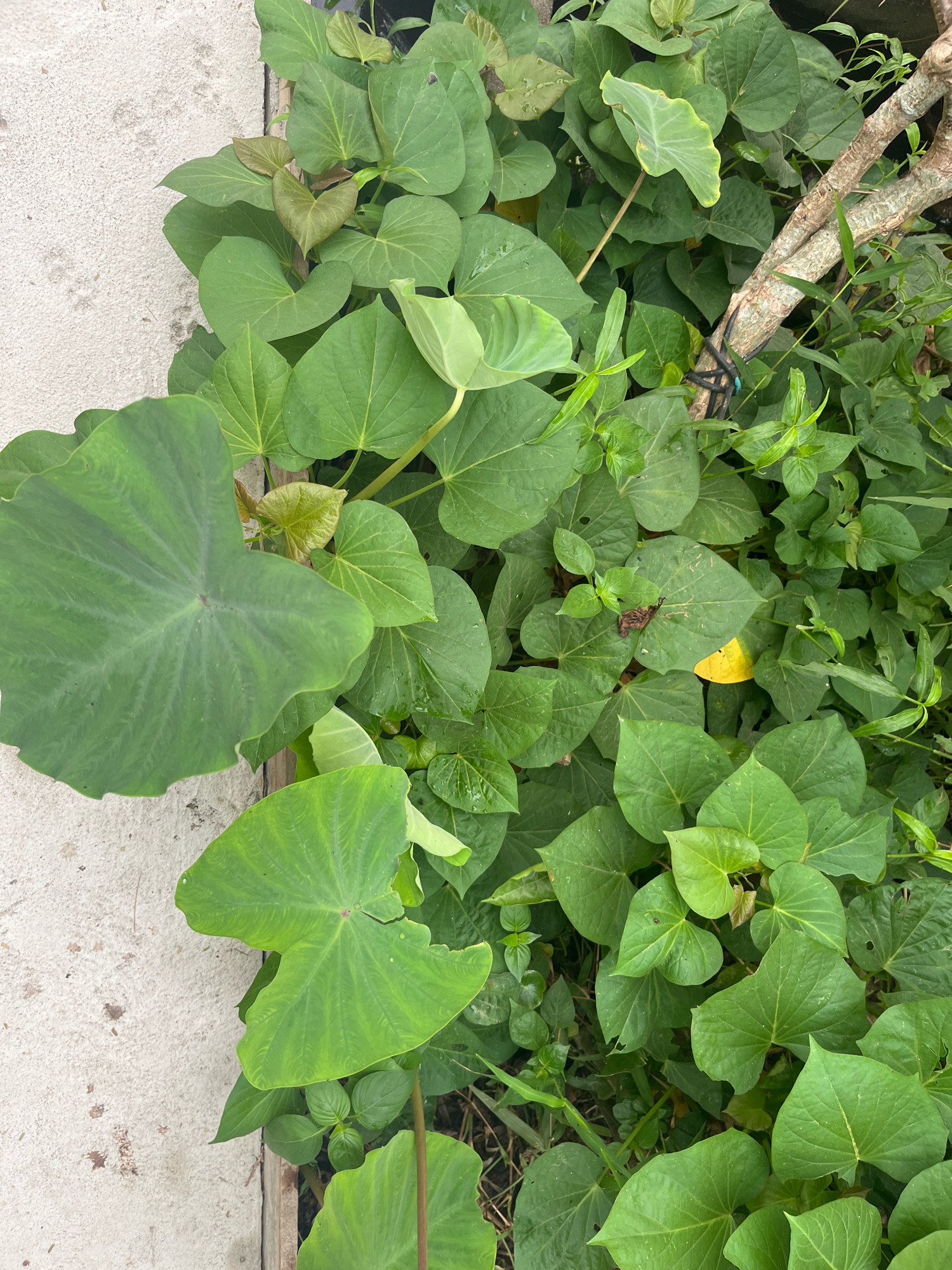 In Meliau Hulu, Indonesia, this image captures a dense, verdant overgrowth of plants alongside a textured, light-colored concrete surface. Dominating the scene are large, heart-shaped green leaves, characteristic of sweet potato vines, interspersed with broader, arrowhead-shaped leaves, possibly from taro plants. A weathered, light-brown tree branch, bound with dark tie material, cuts diagonally across the frame, suggesting it might be supporting or intertwined with the vegetation. The ground beneath is a mosaic of green foliage and darker soil, hinting at a natural or slightly unkempt outdoor environment. A single yellow leaf, a stark contrast to the surrounding green, lies amongst the foliage, possibly indicating the start of a seasonal change or a localized stress to the plant. The concrete edge suggests a boundary or foundation, placing this lush growth at the intersection of man-made structure and untamed nature.