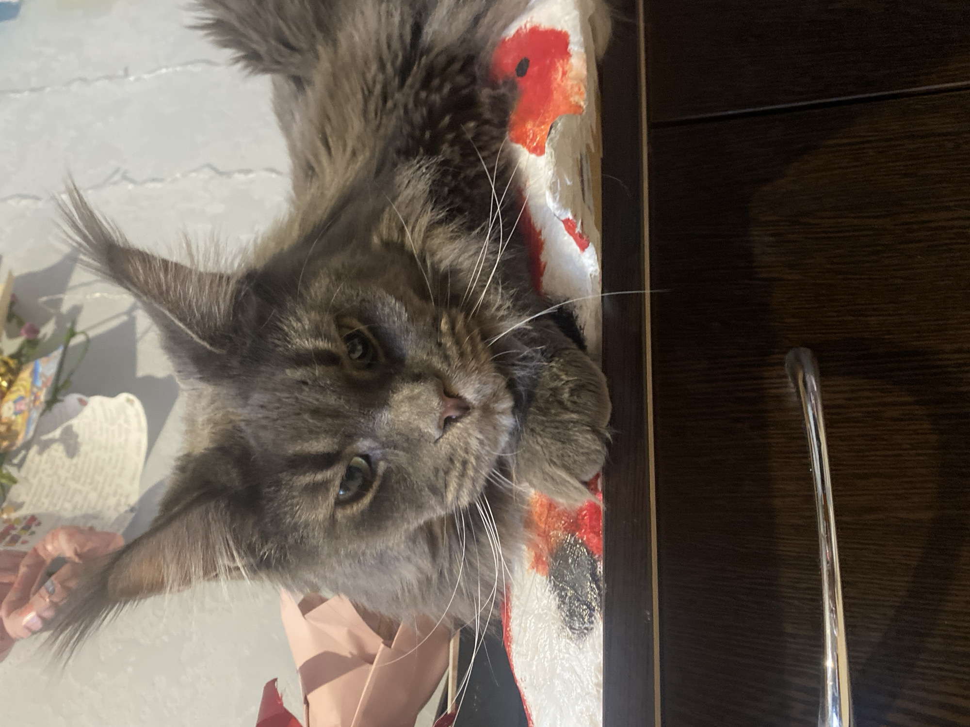 A gray Maine Coon cat is lying on its side on a surface covered with a patterned cloth. The cat is facing the camera with its head tilted slightly. Its eyes are open and alert. The cat's paws are curled up near its face. To the right of the cat is a dark brown cabinet with a chrome handle. In the background, there is a blurred view of a surface with various items on it, including what appears to be a hand and some flowers. The photograph was taken in a domestic environment and there is nothing to indicate the location is Chaikovsky, Russia.