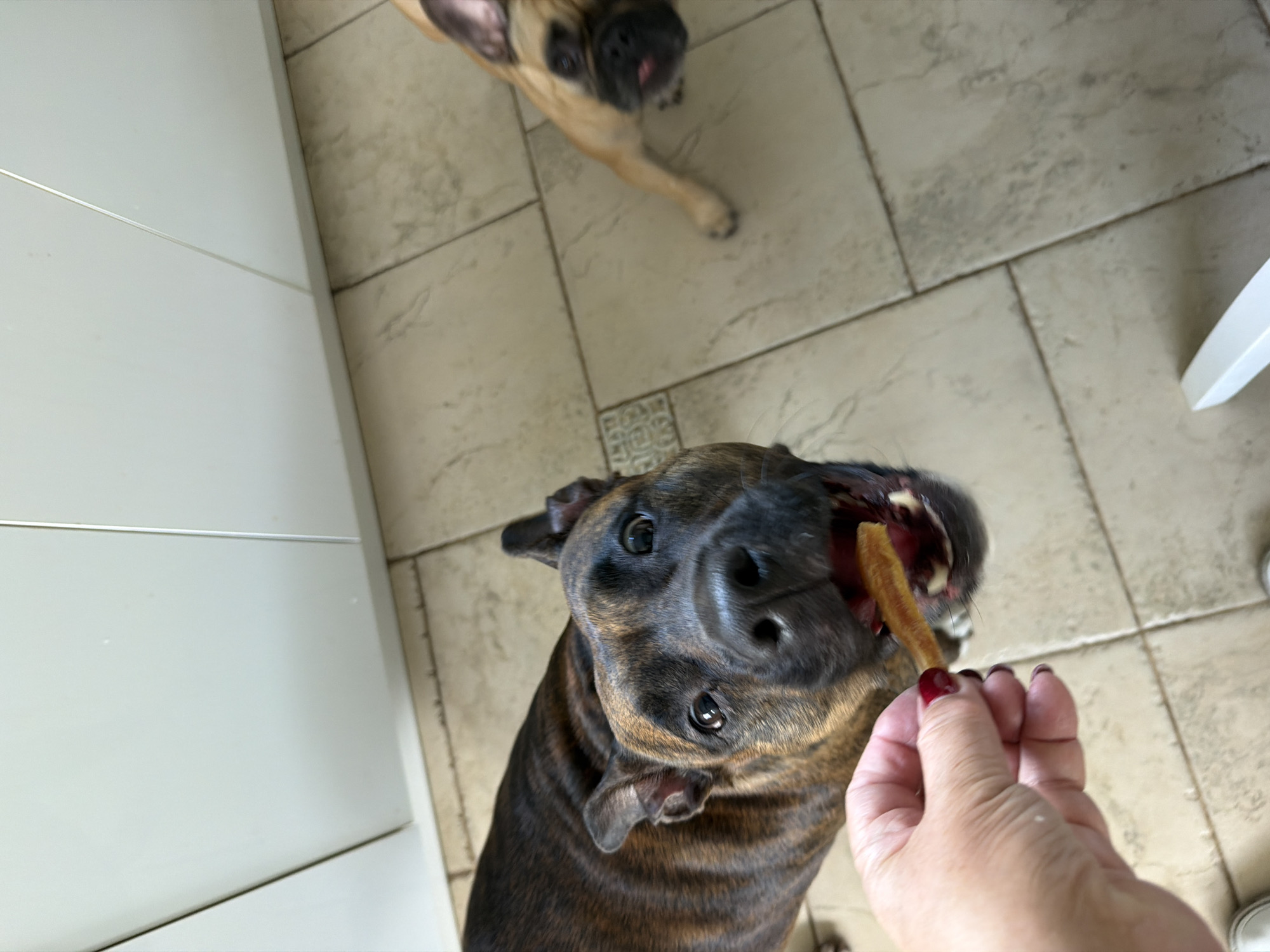 This is an eye-level, close-up, indoor, vertical shot of two dogs being given treats. In the foreground, a brindle-colored pit bull-type dog is being hand-fed a yellowish-orange dog treat. The dog's mouth is open, and it is actively consuming the treat. The hand holding the treat is visible, with dark red nail polish. In the mid-ground, a fawn-colored French bulldog is partially visible to the right, looking towards the treat. The dogs are on a tiled floor, which appears to be a light beige color with faint gray veining. Behind the dogs, a white cabinet with vertical seams is visible. The overall environment suggests a domestic setting, possibly a kitchen or dining area. The image is sharp and well-lit. The location of Baloži, Latvia is not discernible from the image.