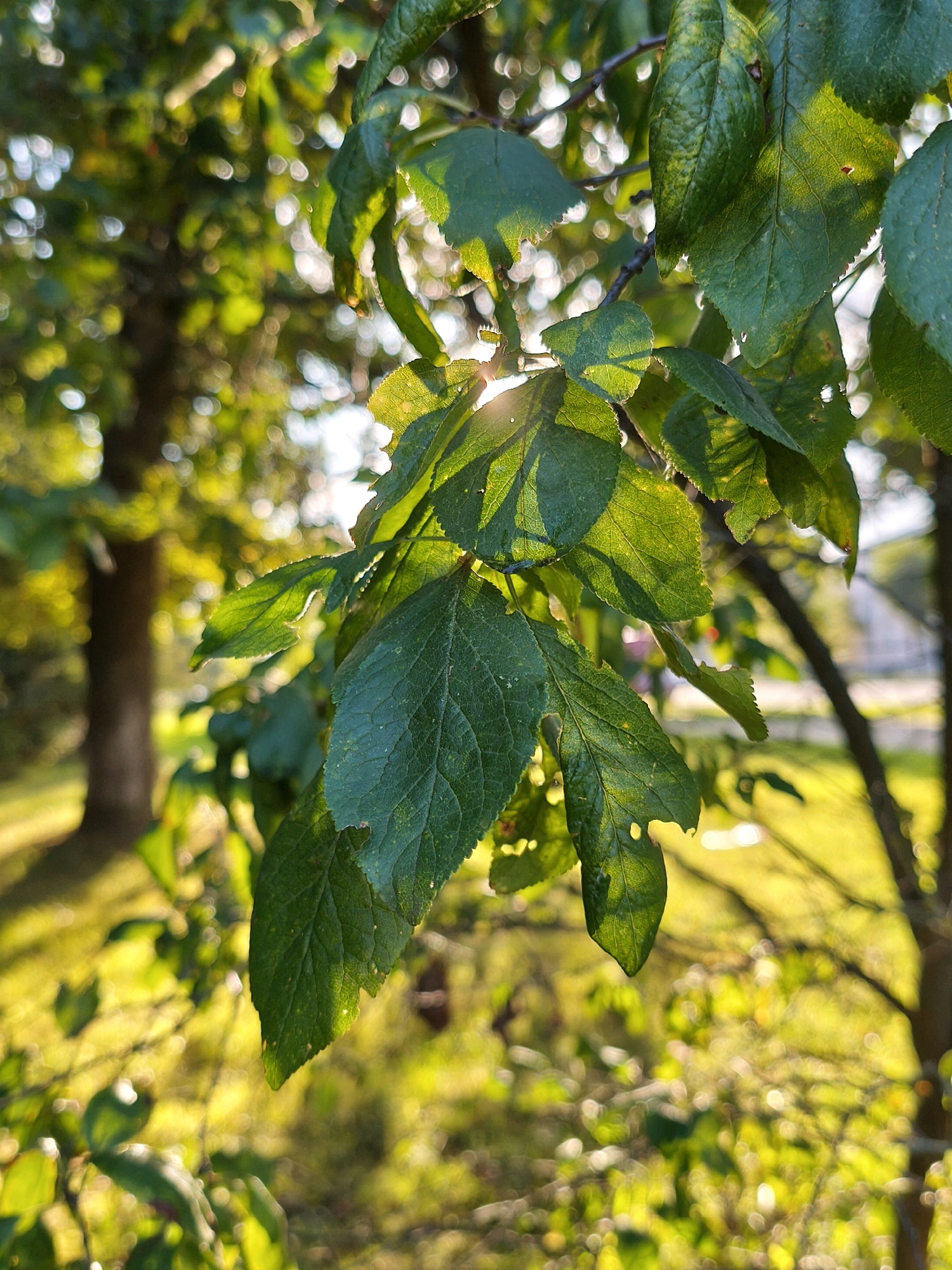 The image captures a close-up view of green leaves on a tree branch, bathed in the warm, golden light of the setting sun. The leaves are detailed, with visible veins and some showing signs of minor damage. The sunlight filters through the leaves, creating a dappled effect and casting shadows. The background is a blur of green and yellow, suggesting a park or garden setting with other trees and foliage. In the distance, a tree trunk is visible. The scene appears tranquil and natural, likely taken outdoors in a city park in Mahilyow, Belarus. There are no people or animals present in the image.