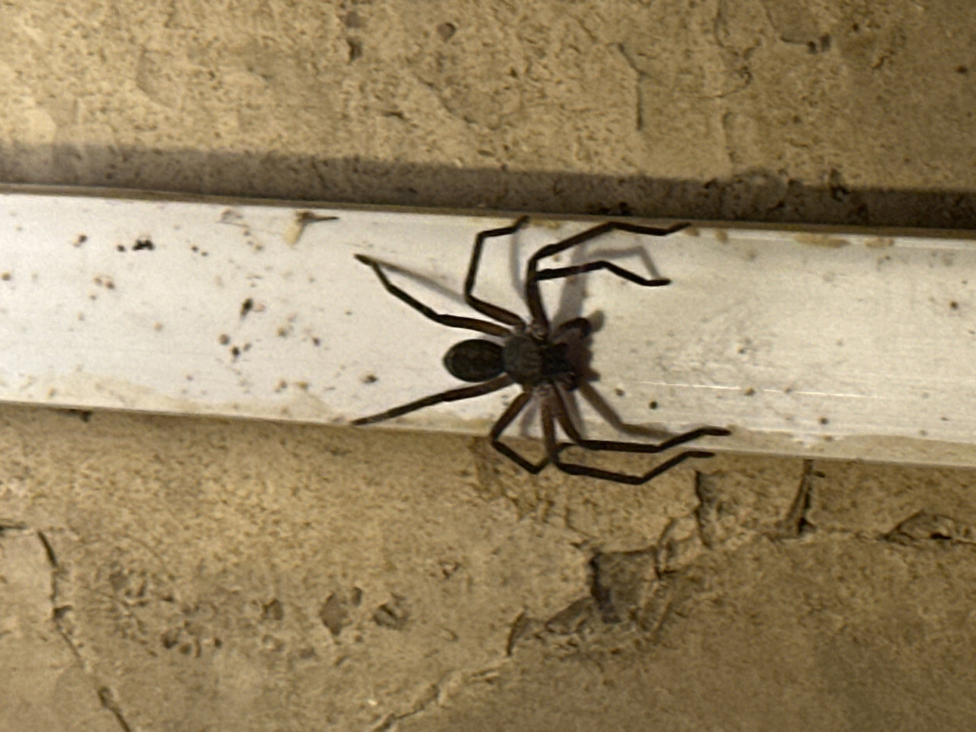A close-up, eye-level shot captures a dark brown spider with long, thin legs clinging to a vertical, white, rectangular object. The spider is positioned in the center of the frame, facing left, with its body slightly elevated. The white object appears to be a piece of pipe or trim, with small dark specks scattered across its surface. Behind the white object, the background consists of a rough, textured, light brown wall. The wall exhibits cracks and uneven surfaces, suggesting an outdoor or unfinished indoor environment. The lighting in the image is somewhat dim, casting a faint shadow of the spider onto the white object. The overall scene is static, with no visible human presence or activity. The image does not provide any information about the specific location within Haini, India.