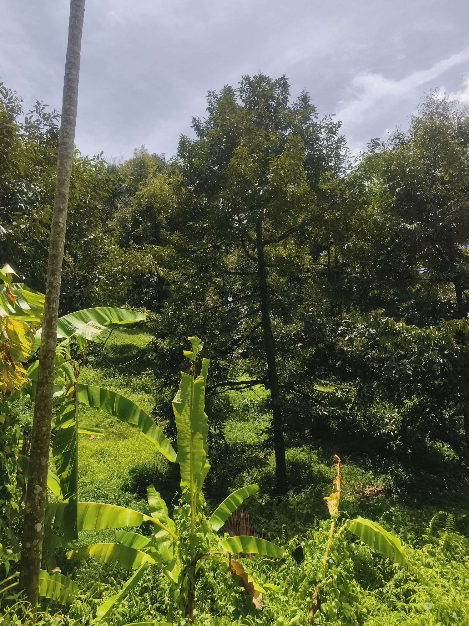 The image captures a lush, verdant scene in Baan Mae Nam, Thailand. The foreground is dominated by dense vegetation, including banana plants with broad, vibrant green leaves. A tall, slender tree trunk stands on the left, its bark textured and gray. The background reveals a rolling hillside covered in trees, creating a sense of depth and perspective. The sky is partly cloudy, casting diffused light across the landscape. The overall impression is one of dense, tropical vegetation.